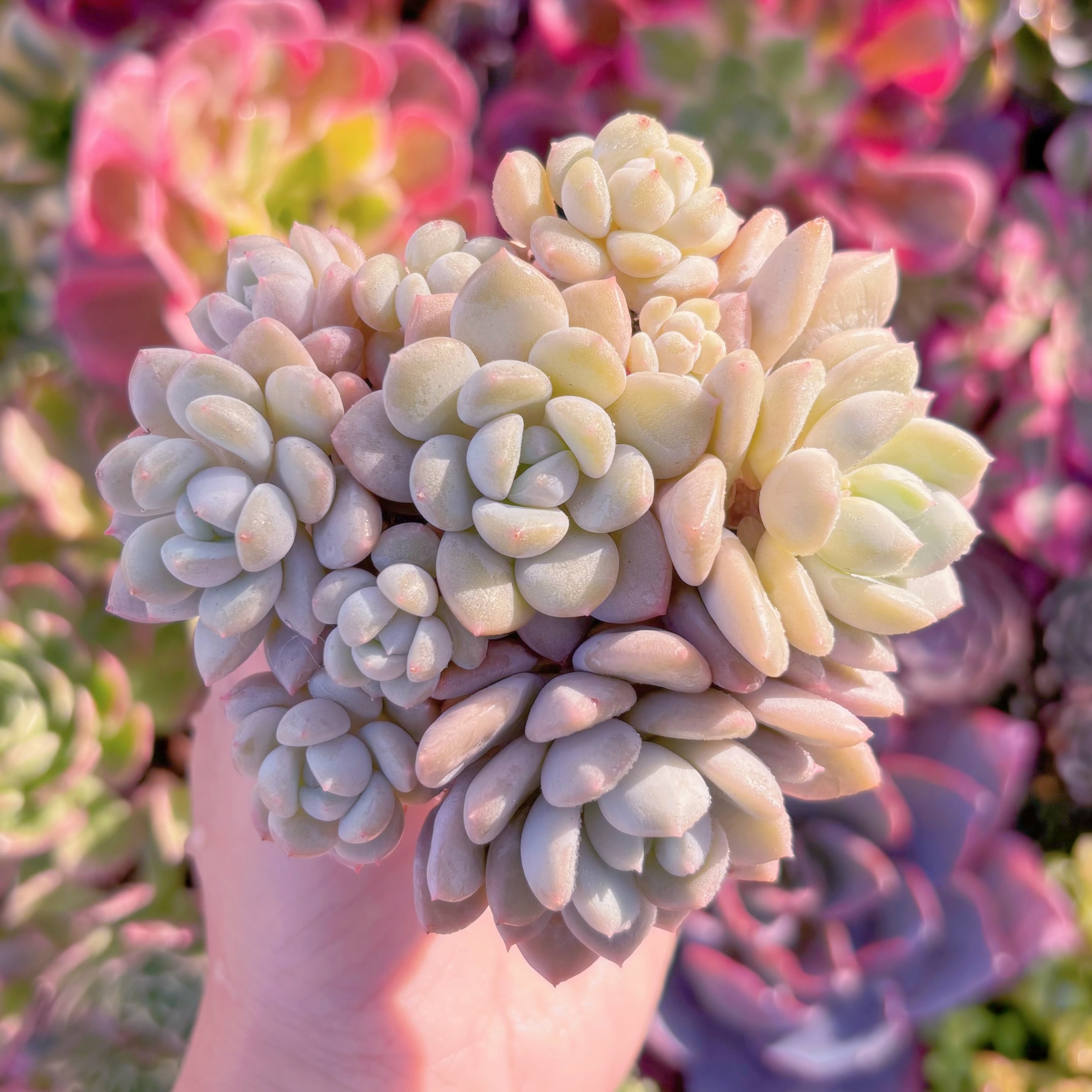 多肉植物　バニラビーン　群生　在庫僅少　新入荷　るる農園