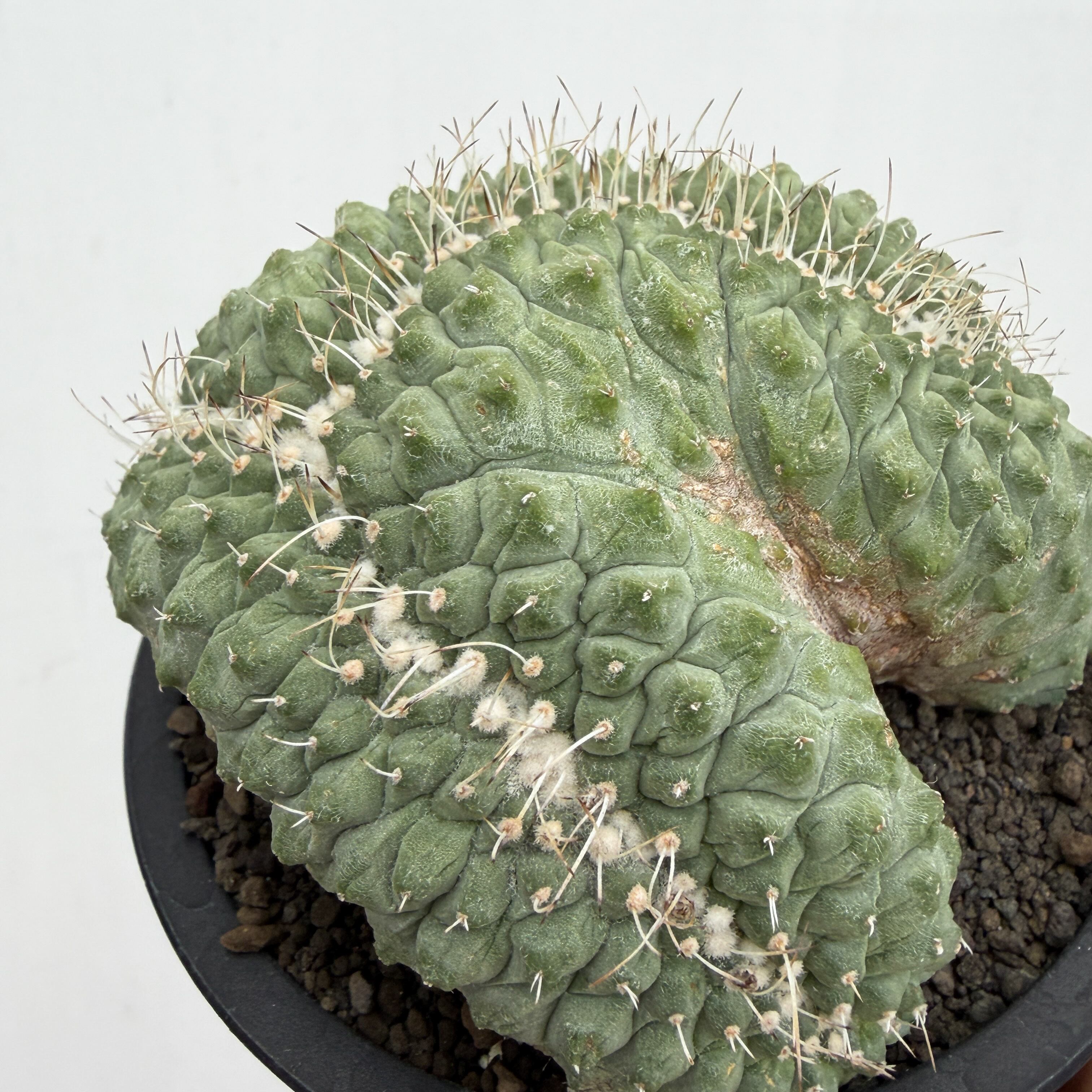 Storombocactus disciformis【ストロンボカクタス・菊水綴化