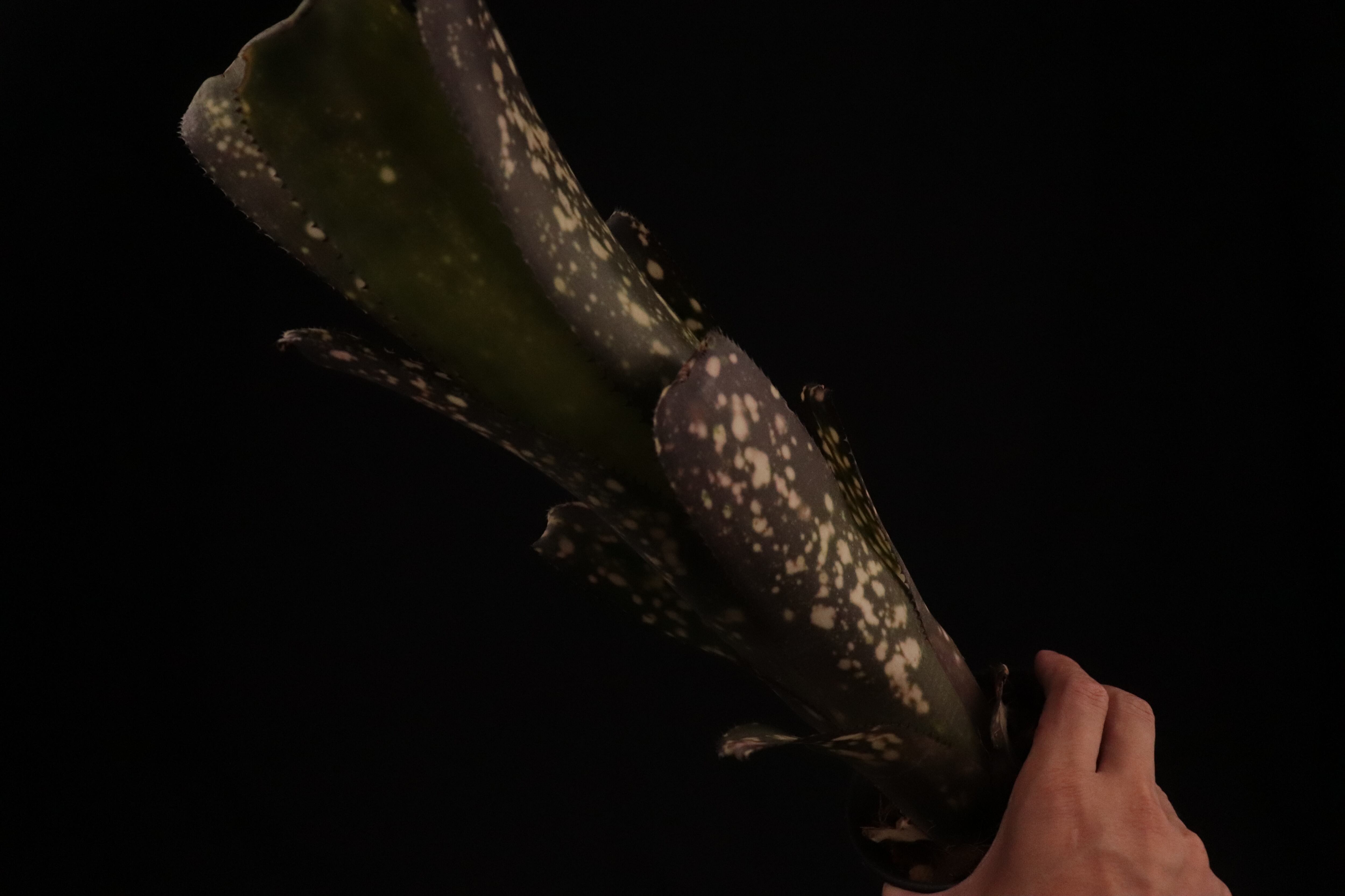 送料無料】Billbergia 'Ole'〔ビルベルギア〕現品発送B0169 | plane plants