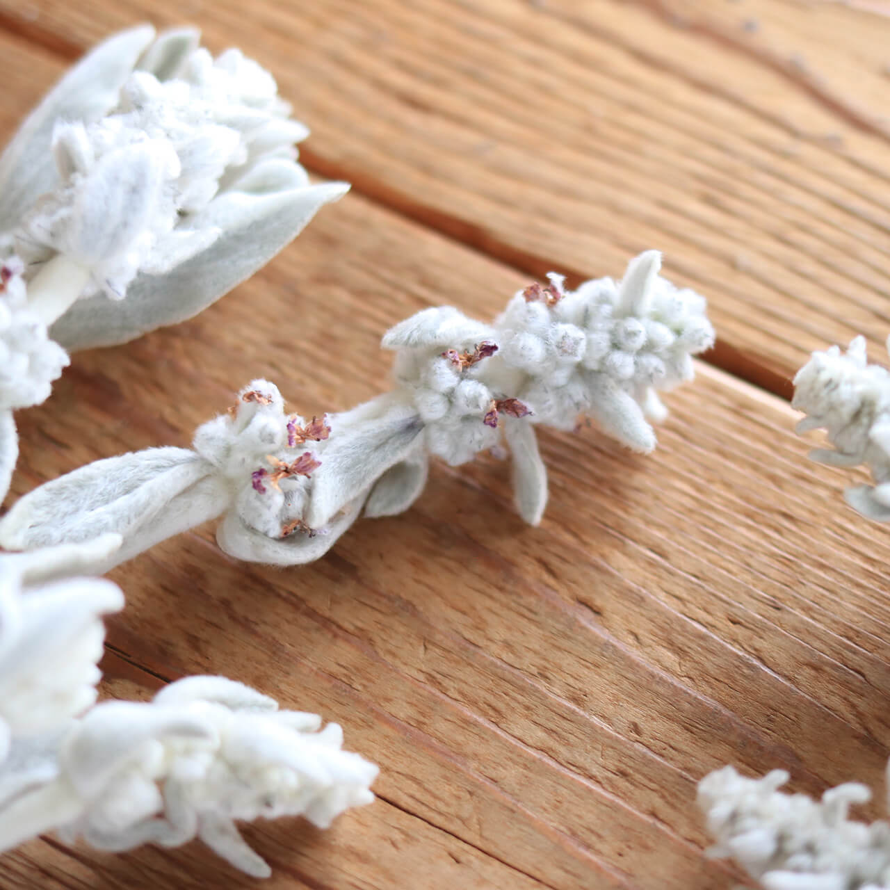 ラムズイヤー ( ワタチョロギ )/ 北海道産 ドライフラワー 花材 リース