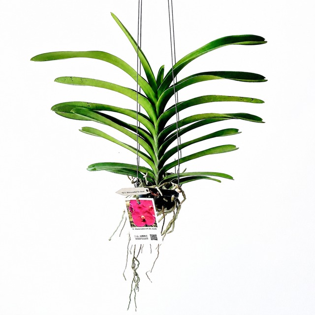 《希少》SOUJU 創樹 オリーブ ネバディロブロンコ観葉植物 calm cafe