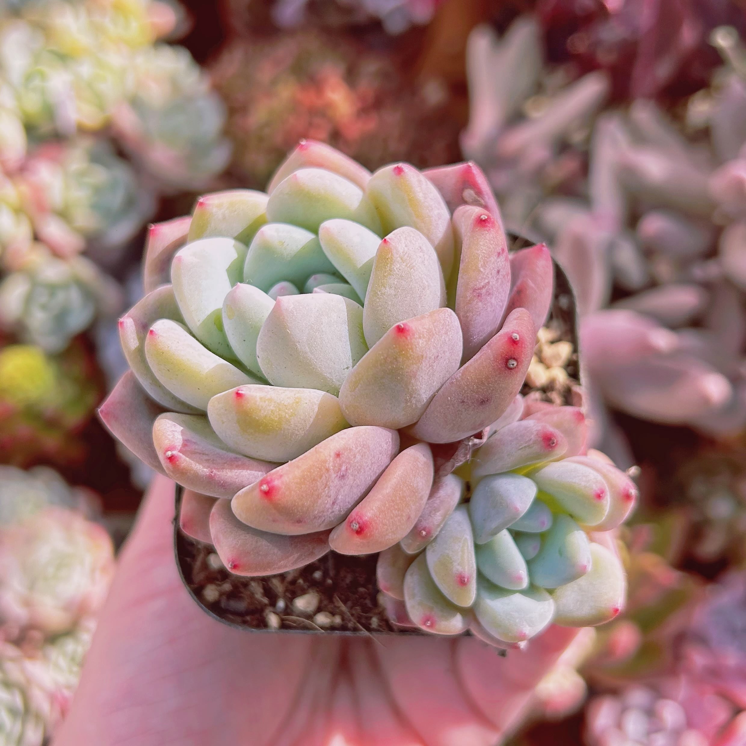 #846現物　多肉植物　Opalinaxアイスグリーン