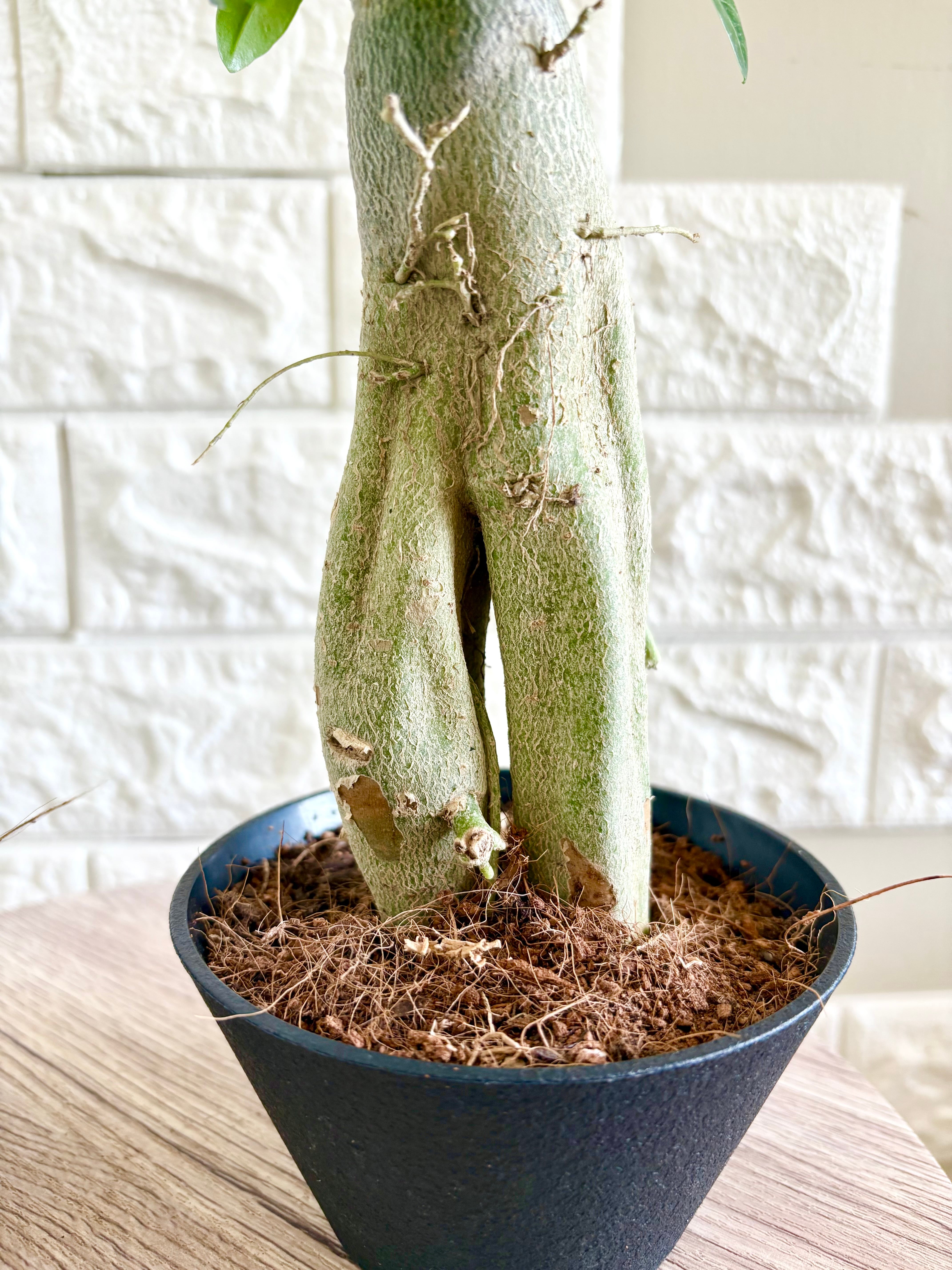 アデニウム オベスム⭐️夫婦風2鉢セット | 観葉植物のお店 feerie