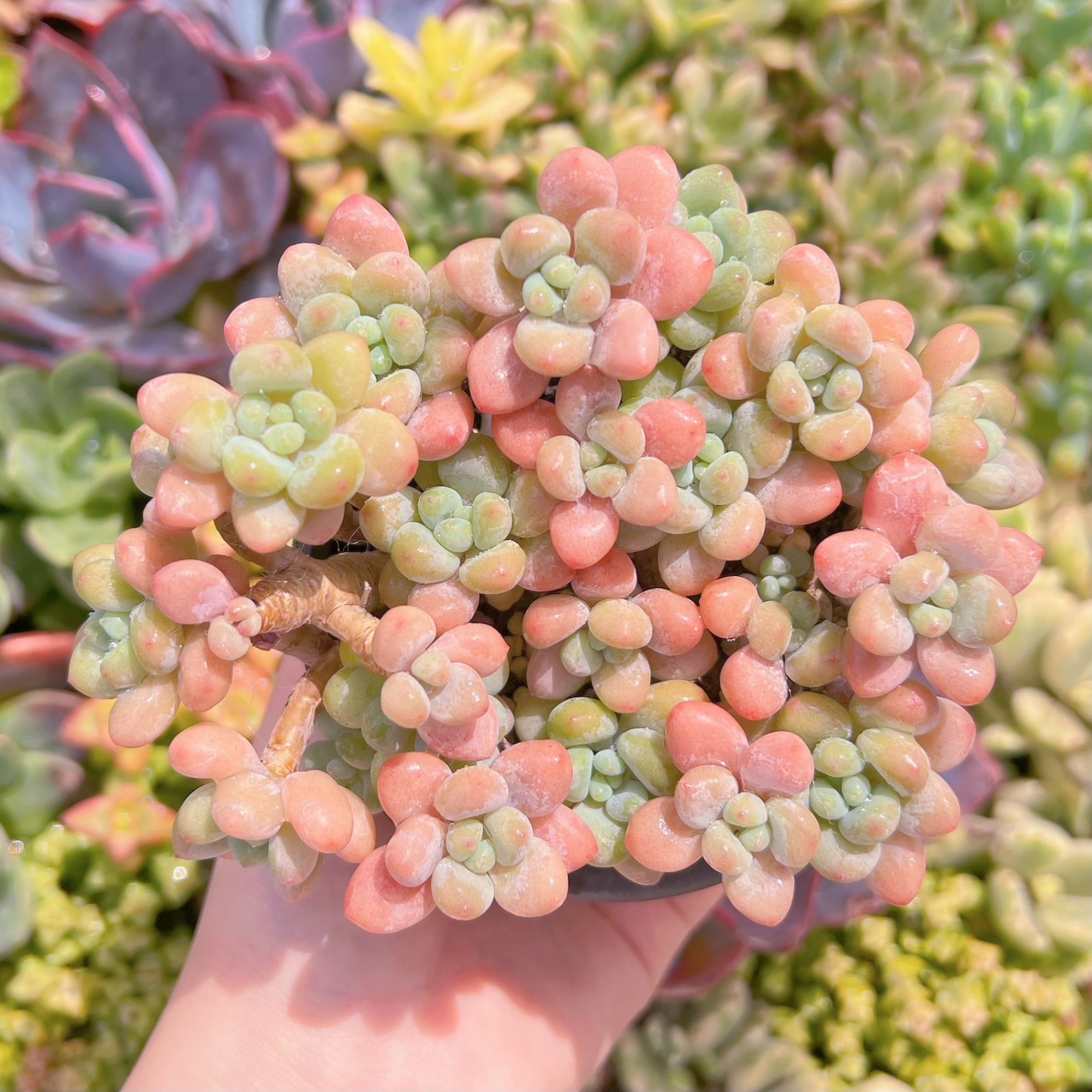 現品　キャビア#K478　群生　るる農園