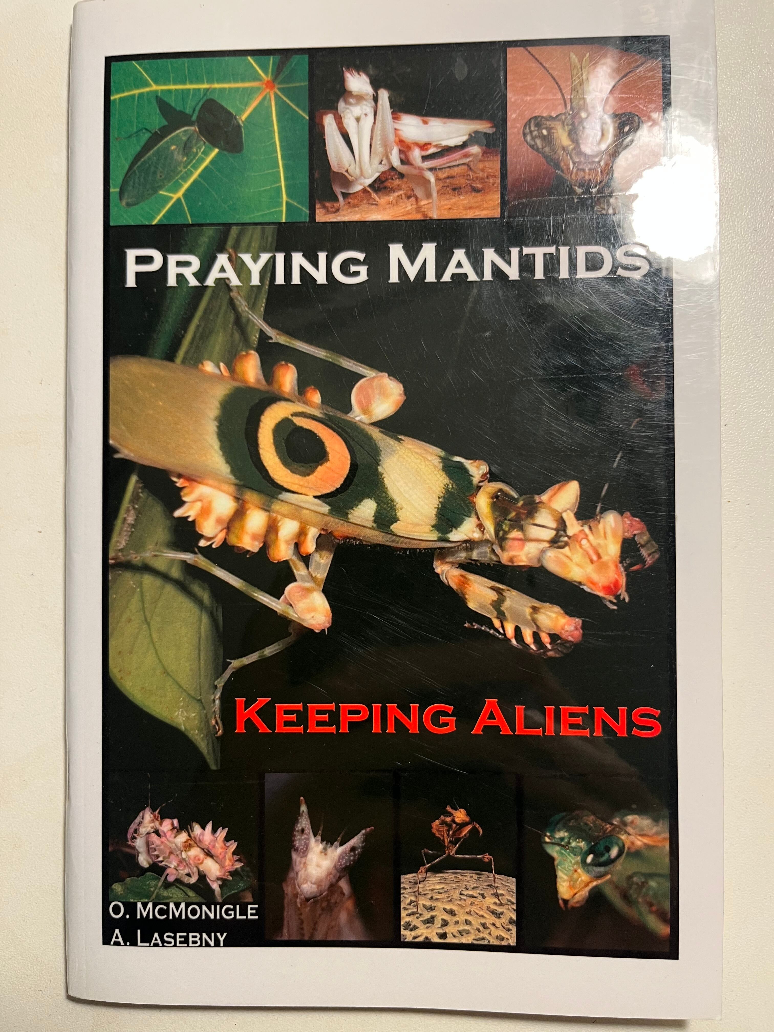 傑作】ハンミョウの図鑑 世界 昆虫標本 標本 オオエンマハンハンミョウ