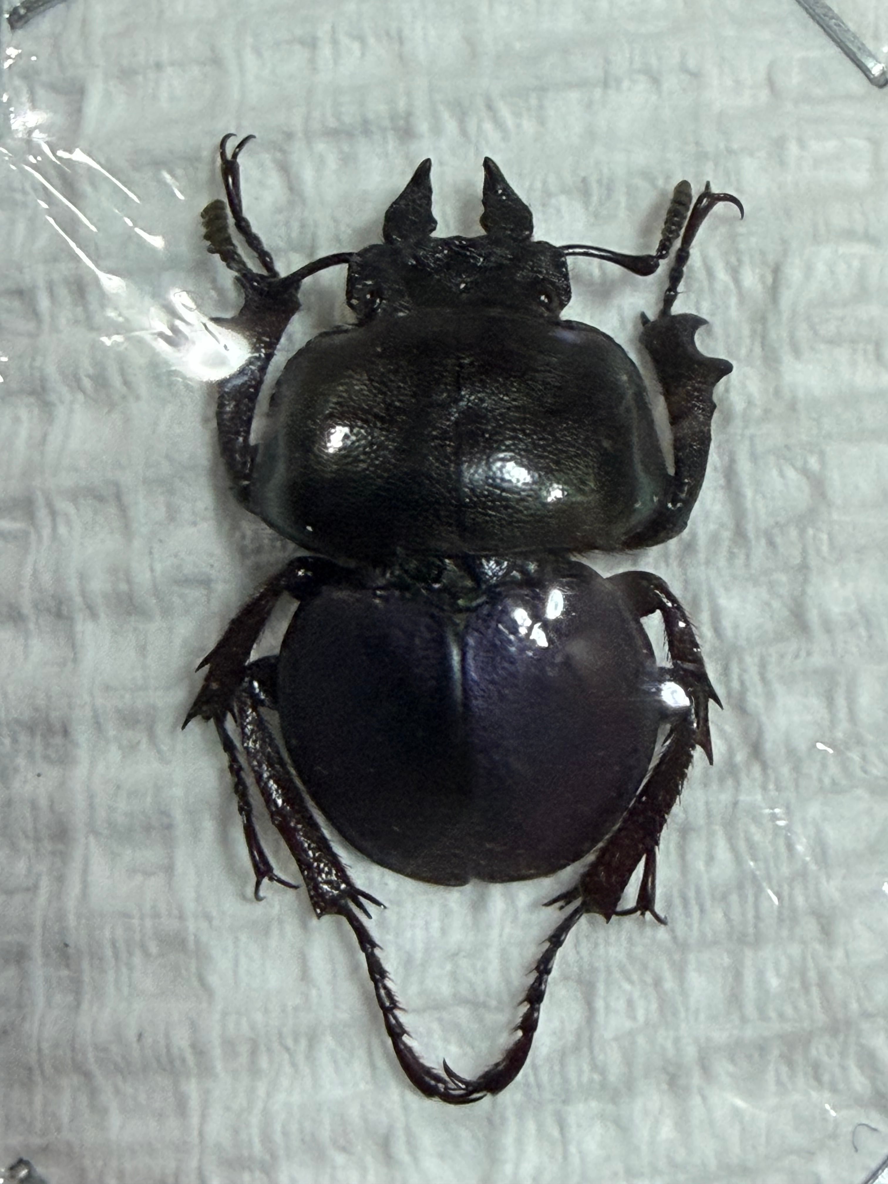 22mm】クワガタのような大顎を有したキバサビハネカクシ 標本