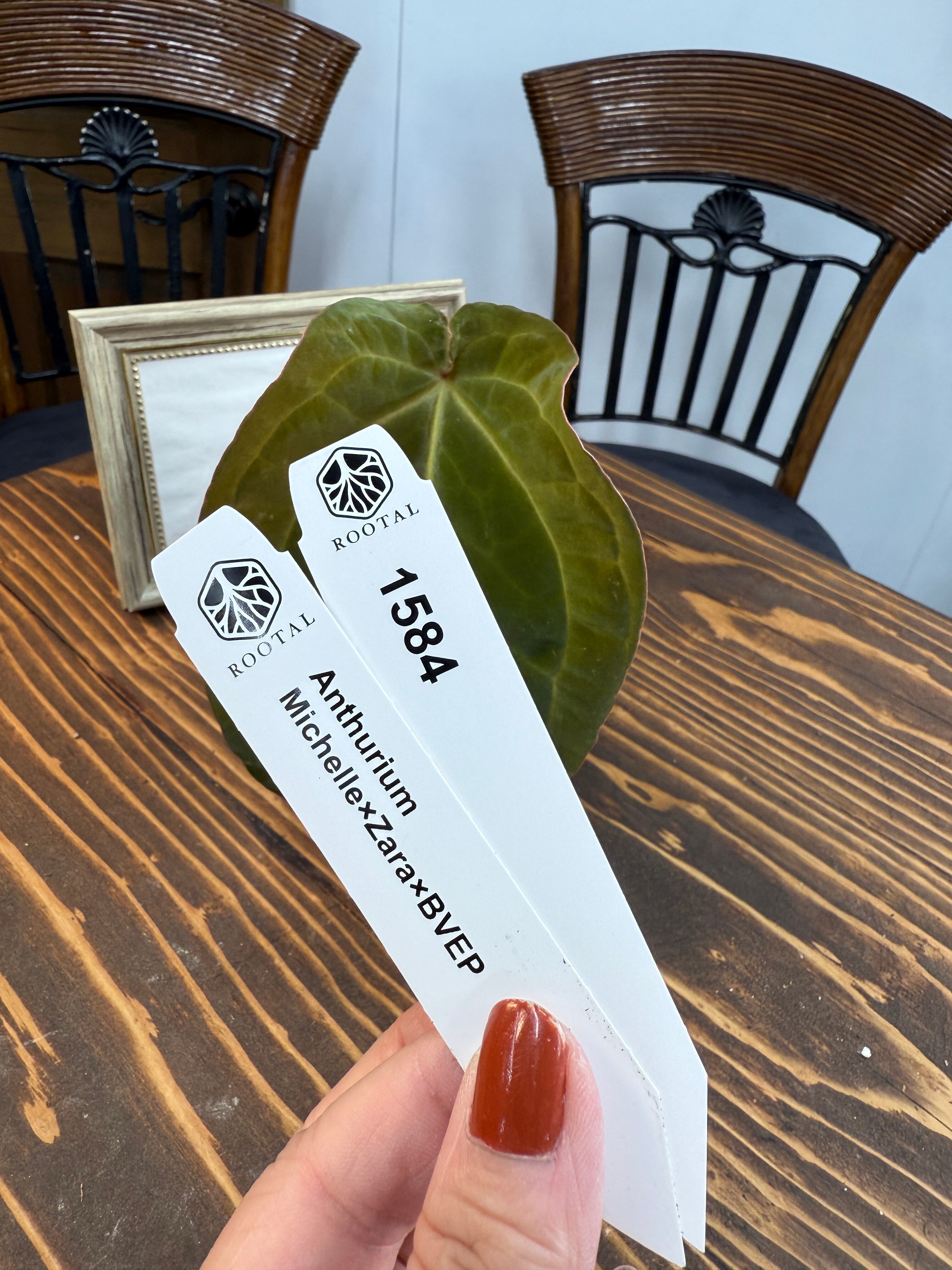 ★1584 アンスリウム ミッシェル×ザラ×BVEP(2.5号プラ鉢)