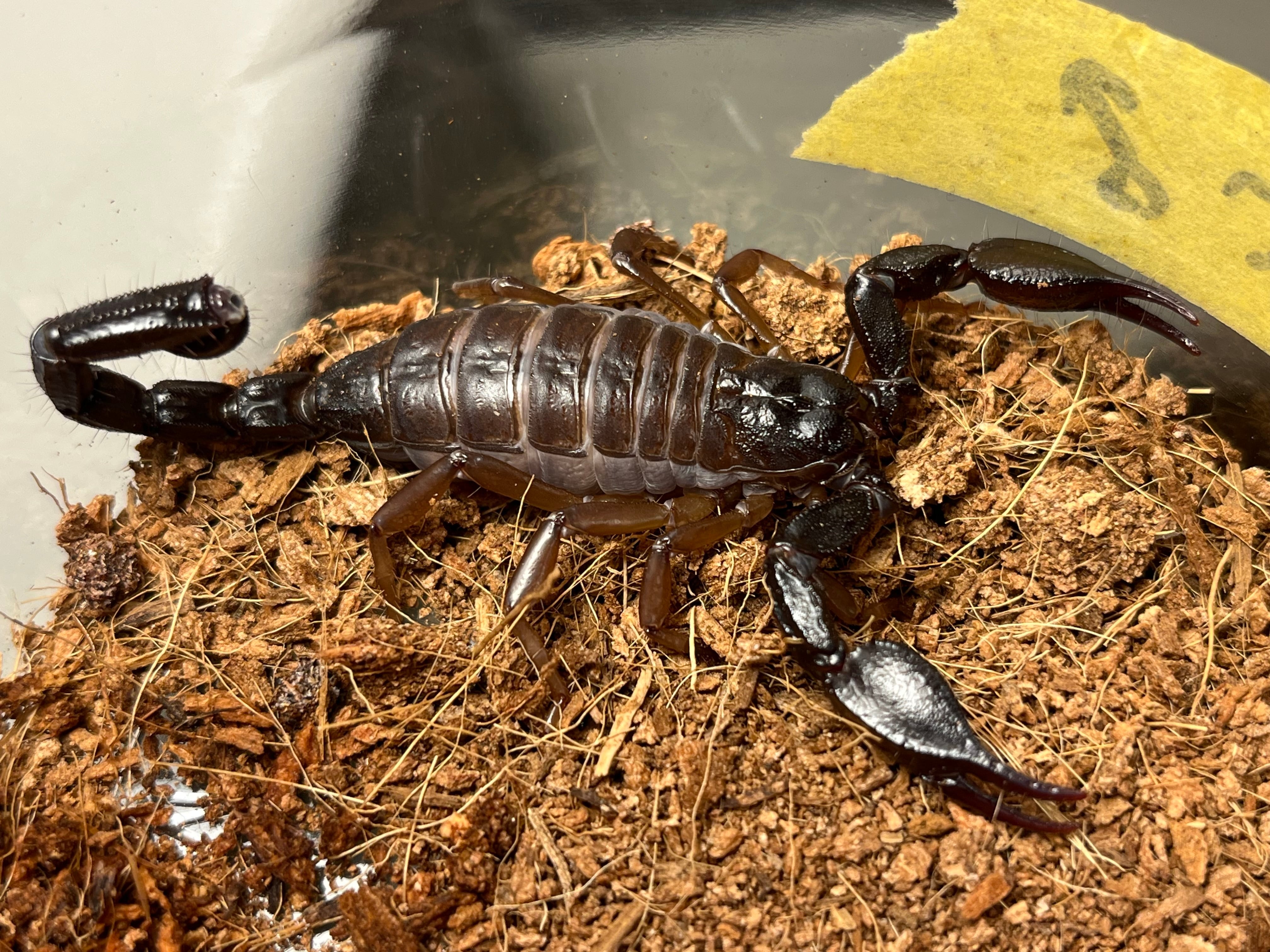 合法蠍強毒種】オマーンネボスコーピオン ペア生体 タランチュラムカデ