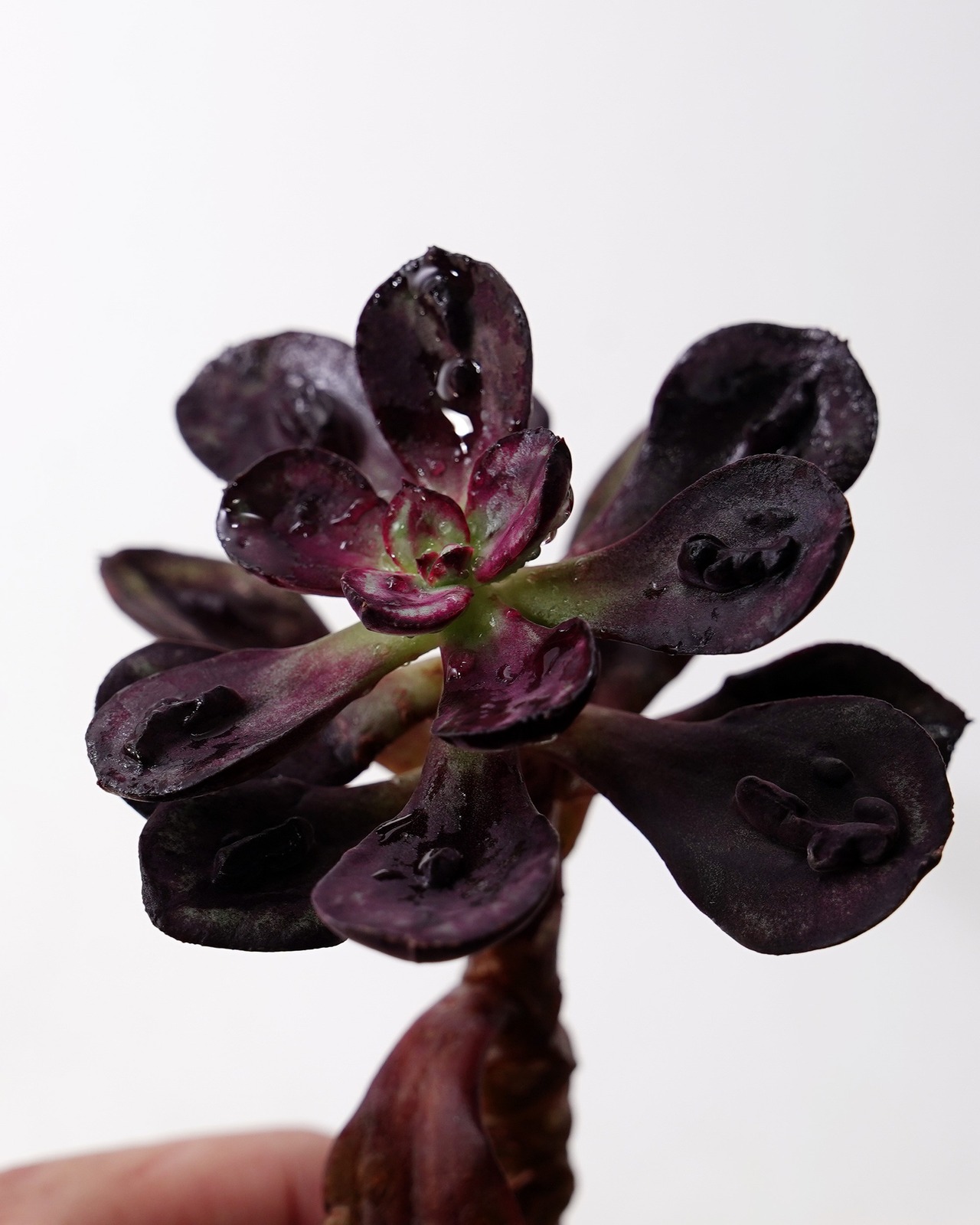 一部発根済カット苗 丸葉紅司 コブ付 M Echeveria nodulosa