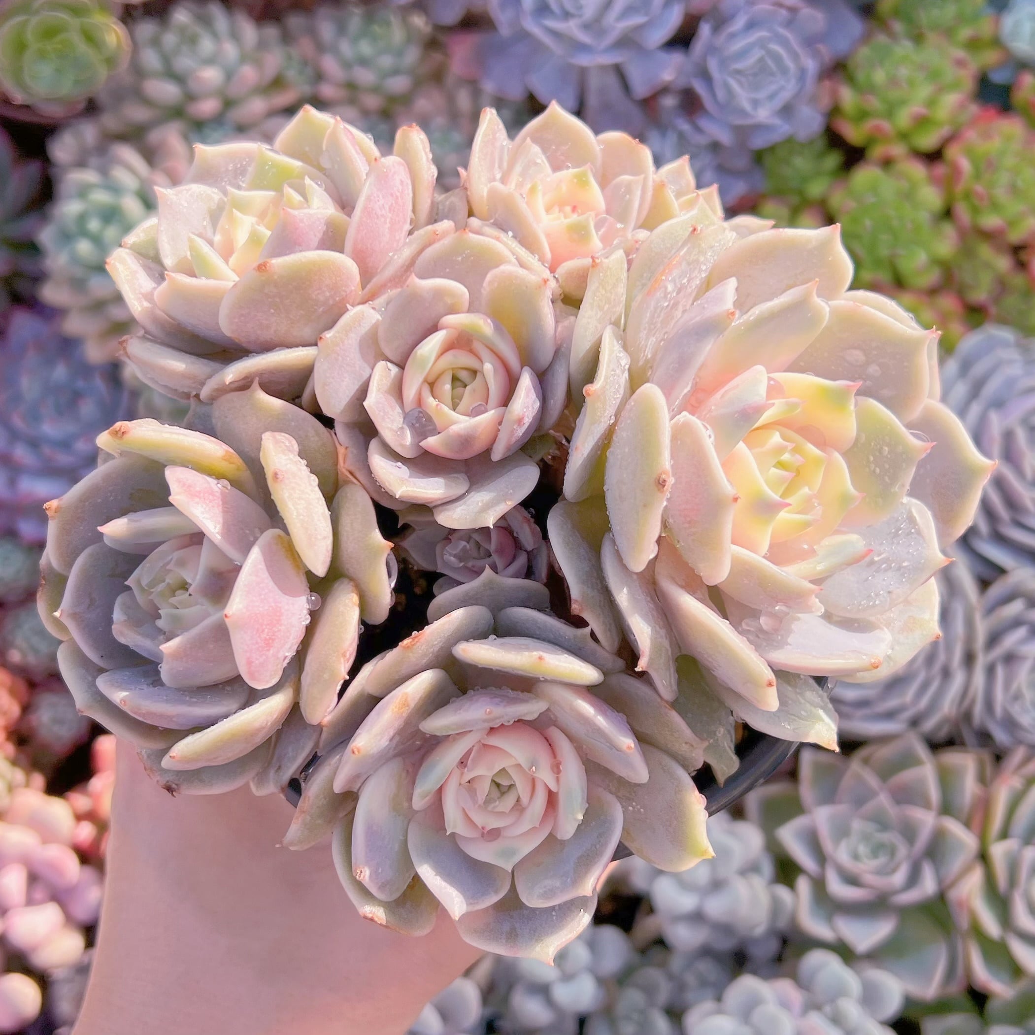 現品　ローラ錦#A68　群生　新入荷　るる農園