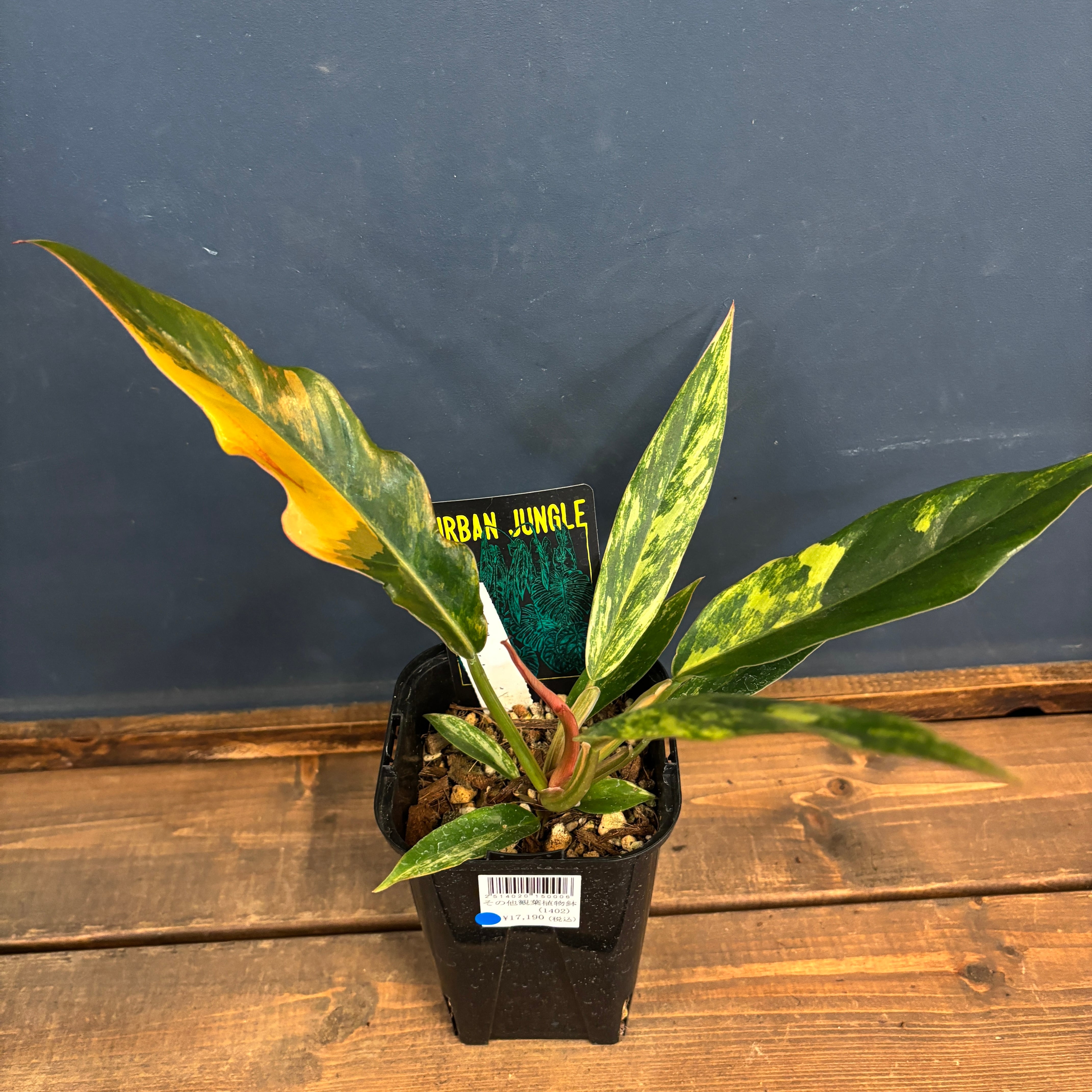 フィロデンドロン キャラメルマーブル【238】 | PROTOLEAF