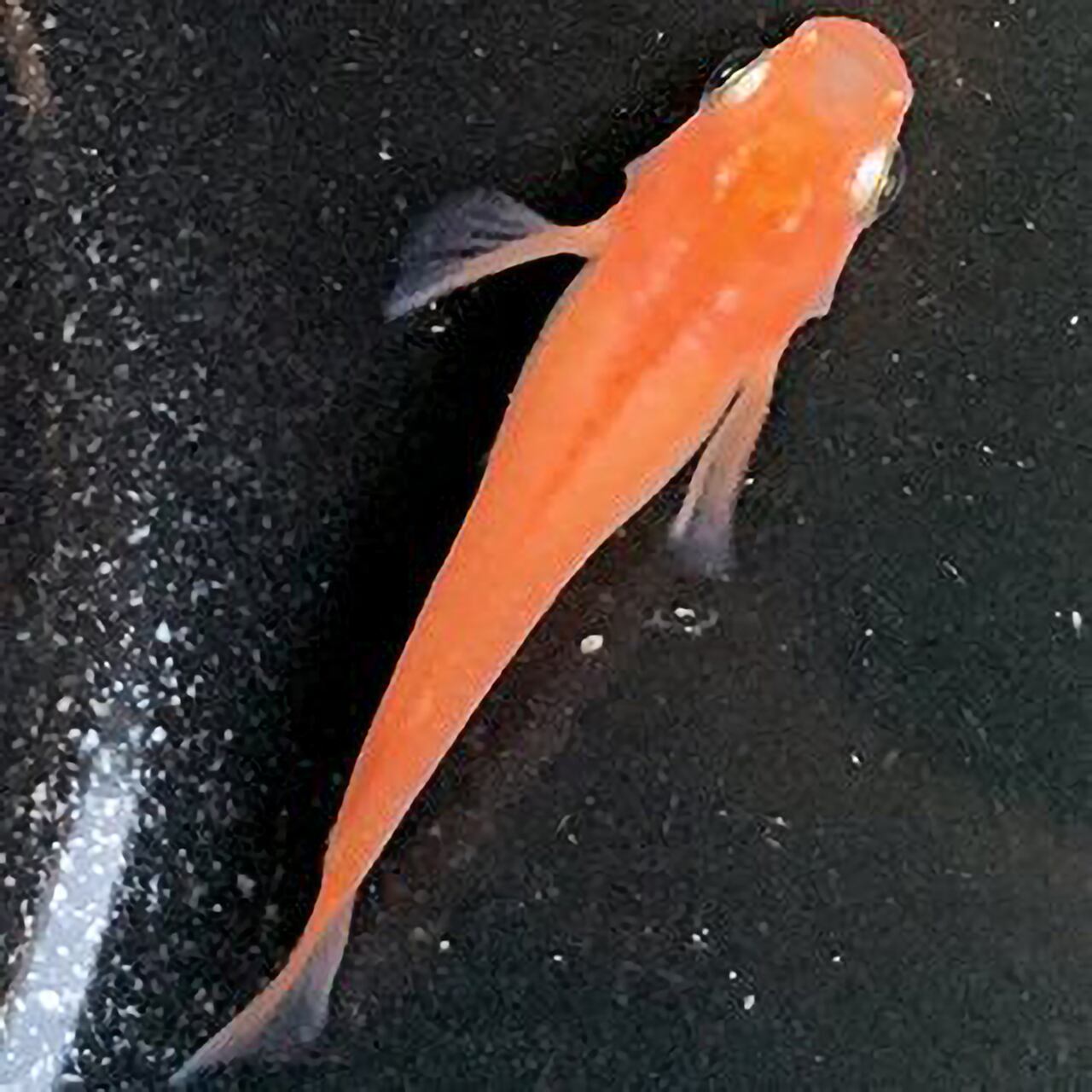 楊貴妃 5匹 屋外自然飼育 めだか屋 鉄凛 神奈川県横浜市メダカ通販 現地販売