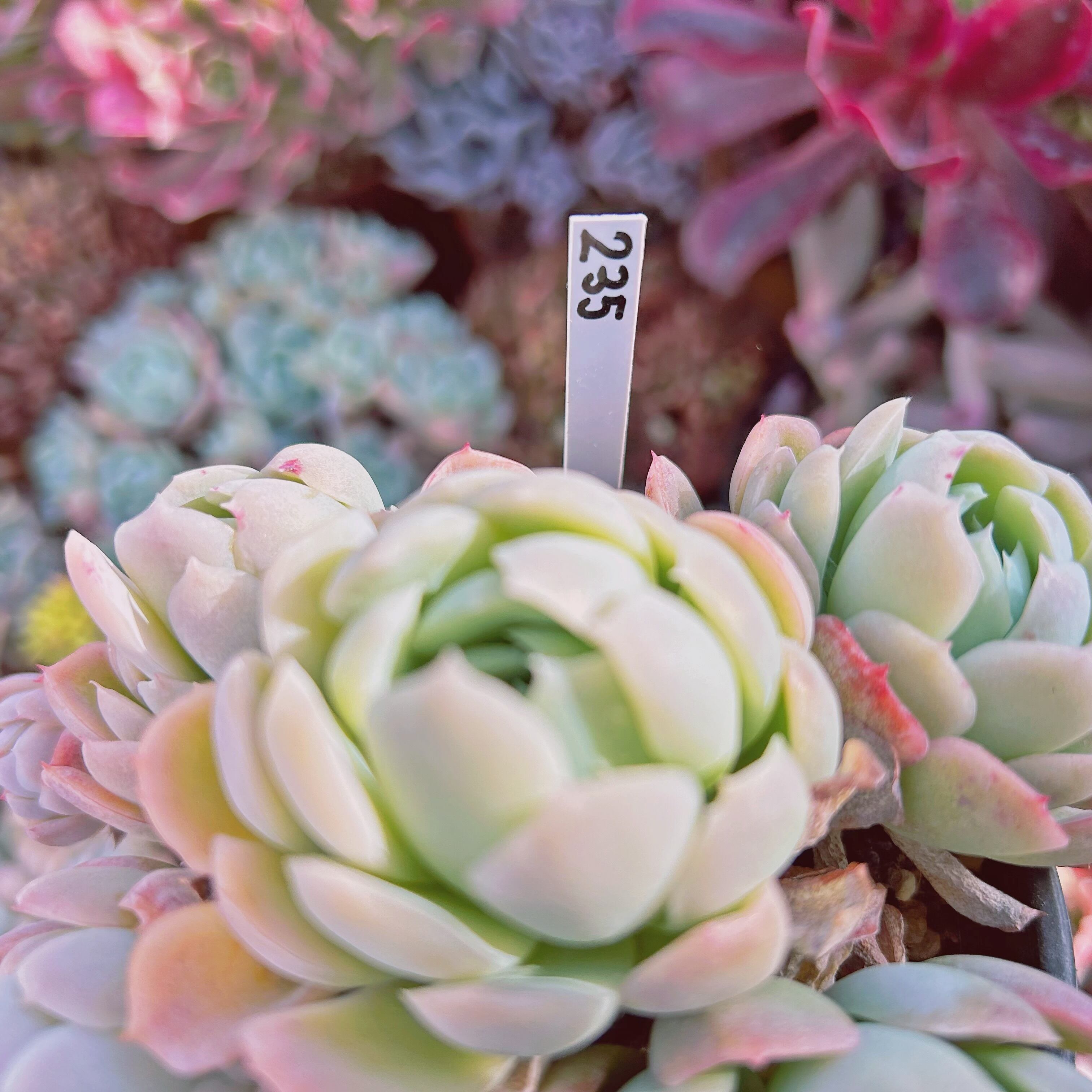 235現物 多肉植物 クリームベリー 特大 抜き苗 | るる農園~多肉植物専門