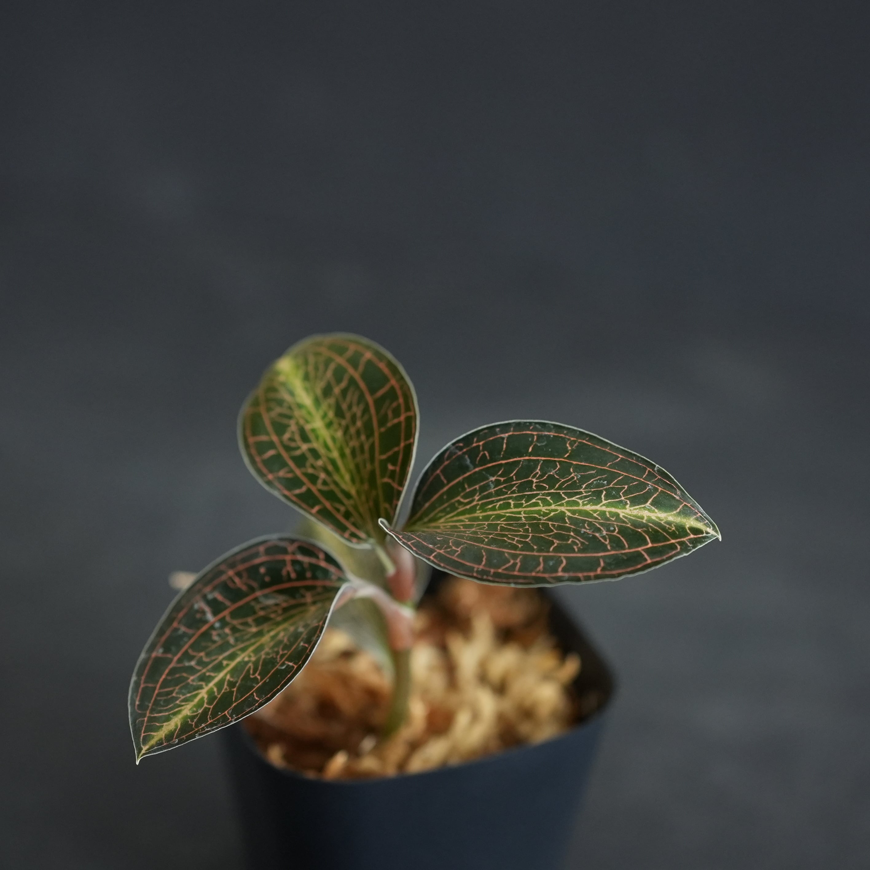 ◇現品◇Anoectochilus lylei 'Red Splash'【ジュエルオーキッド宝石蘭