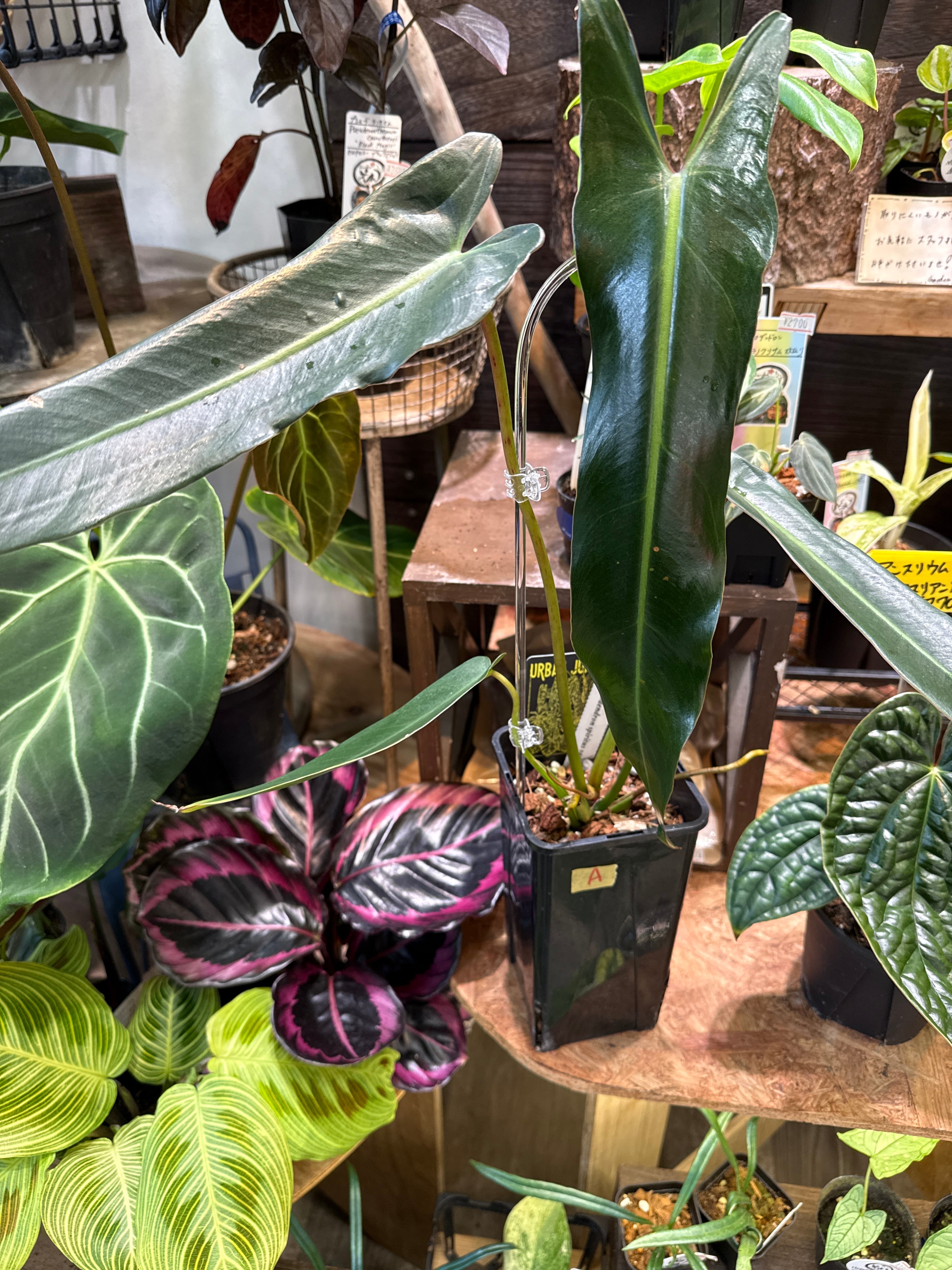 A フィロデンドロン スピリタスサンクチ | Gardenえん 【観葉熱帯植物】
