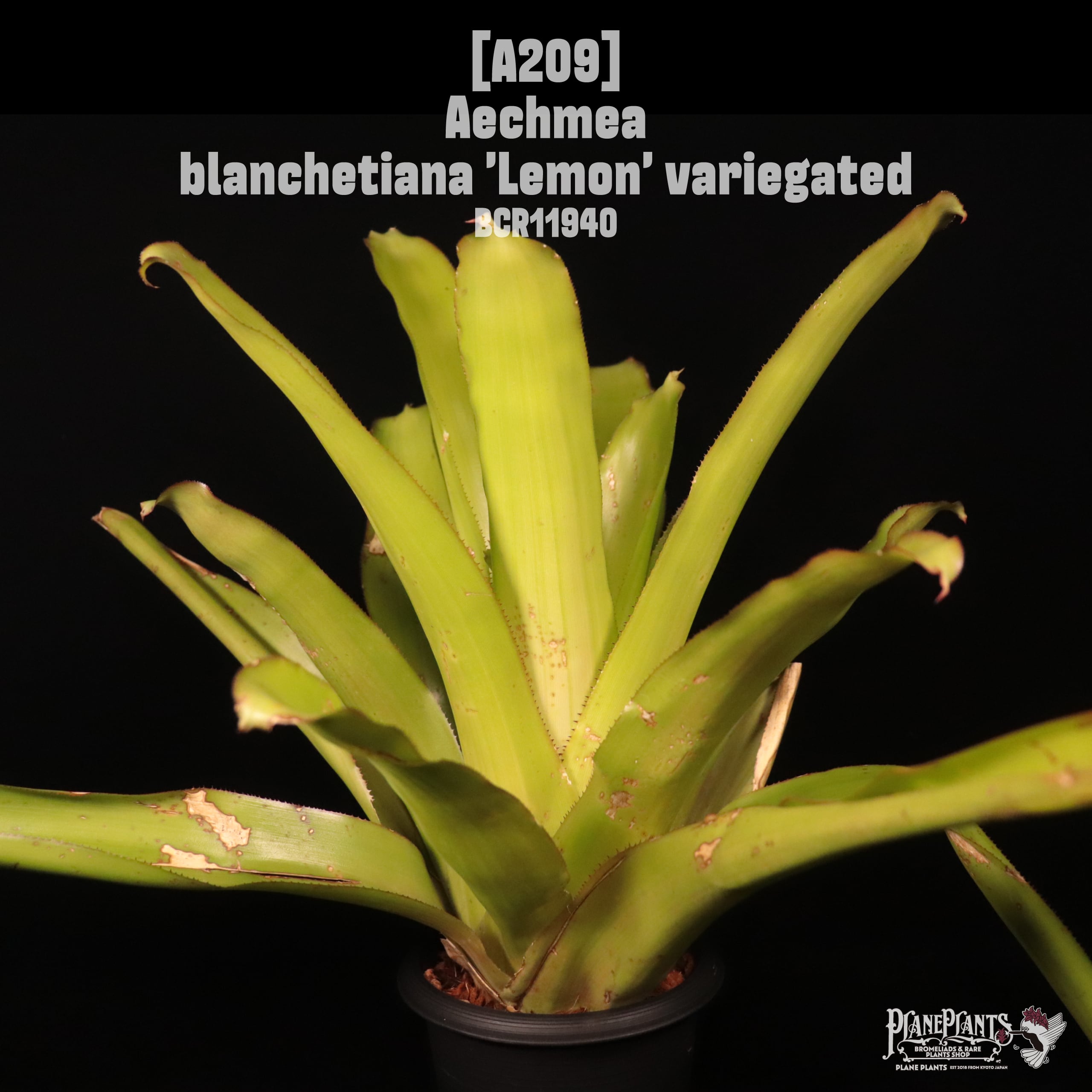 Aechmea blanchetiana 'Lemon' variegated〔エクメア〕A209