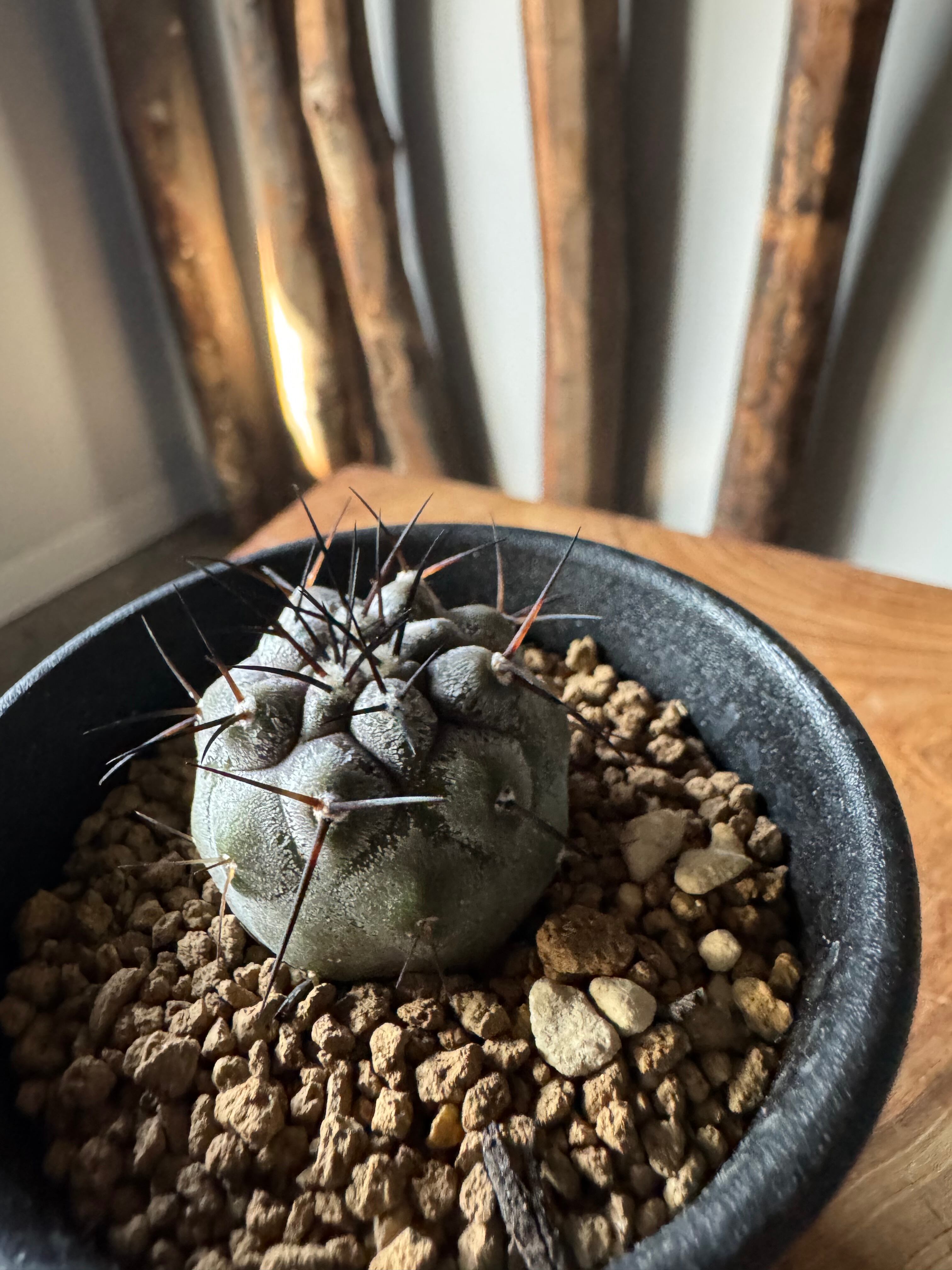 【新着】Copiapoa cinerea【俺の黒王丸】コピアポアシネレア