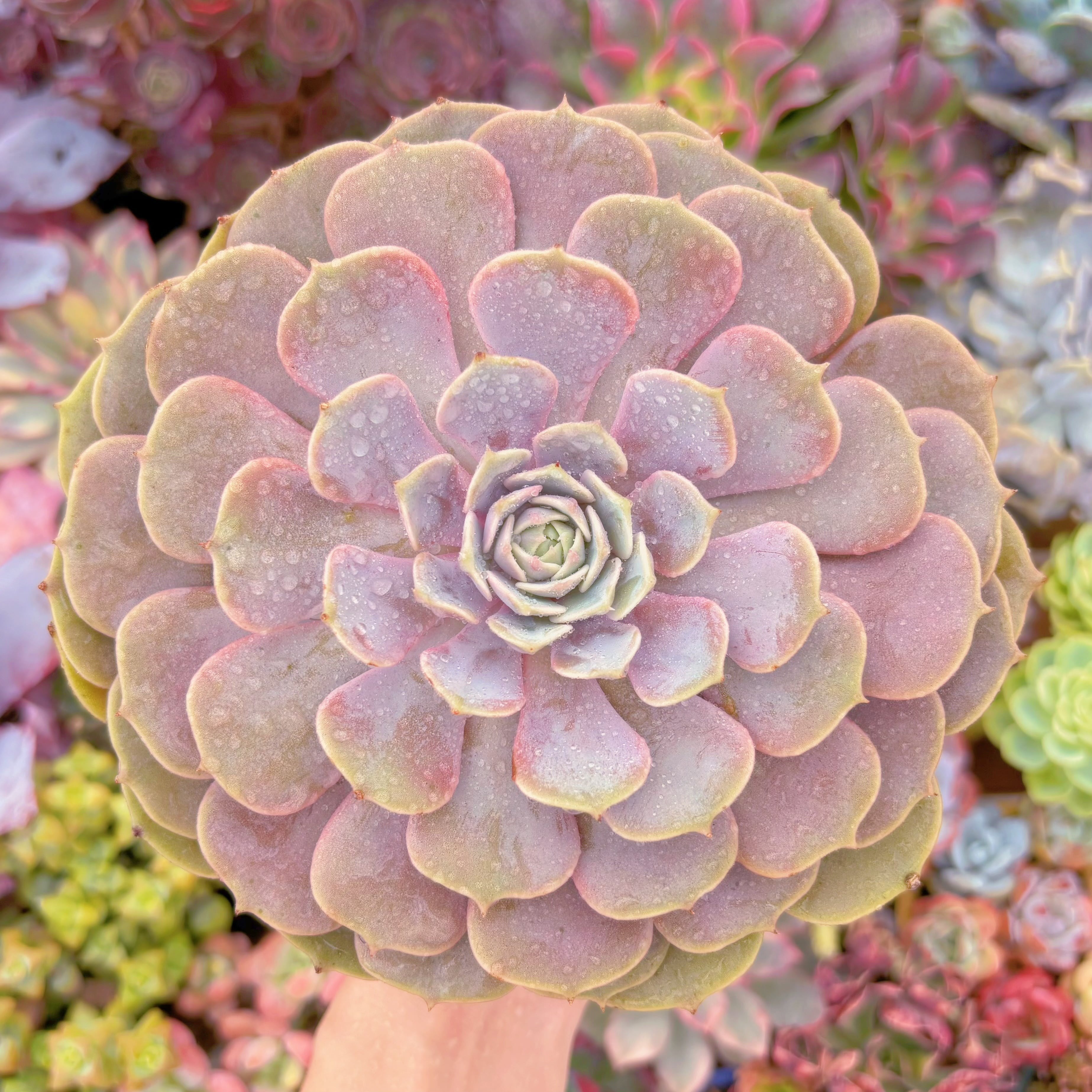 現品　ローラ#594　特大苗　るる農園