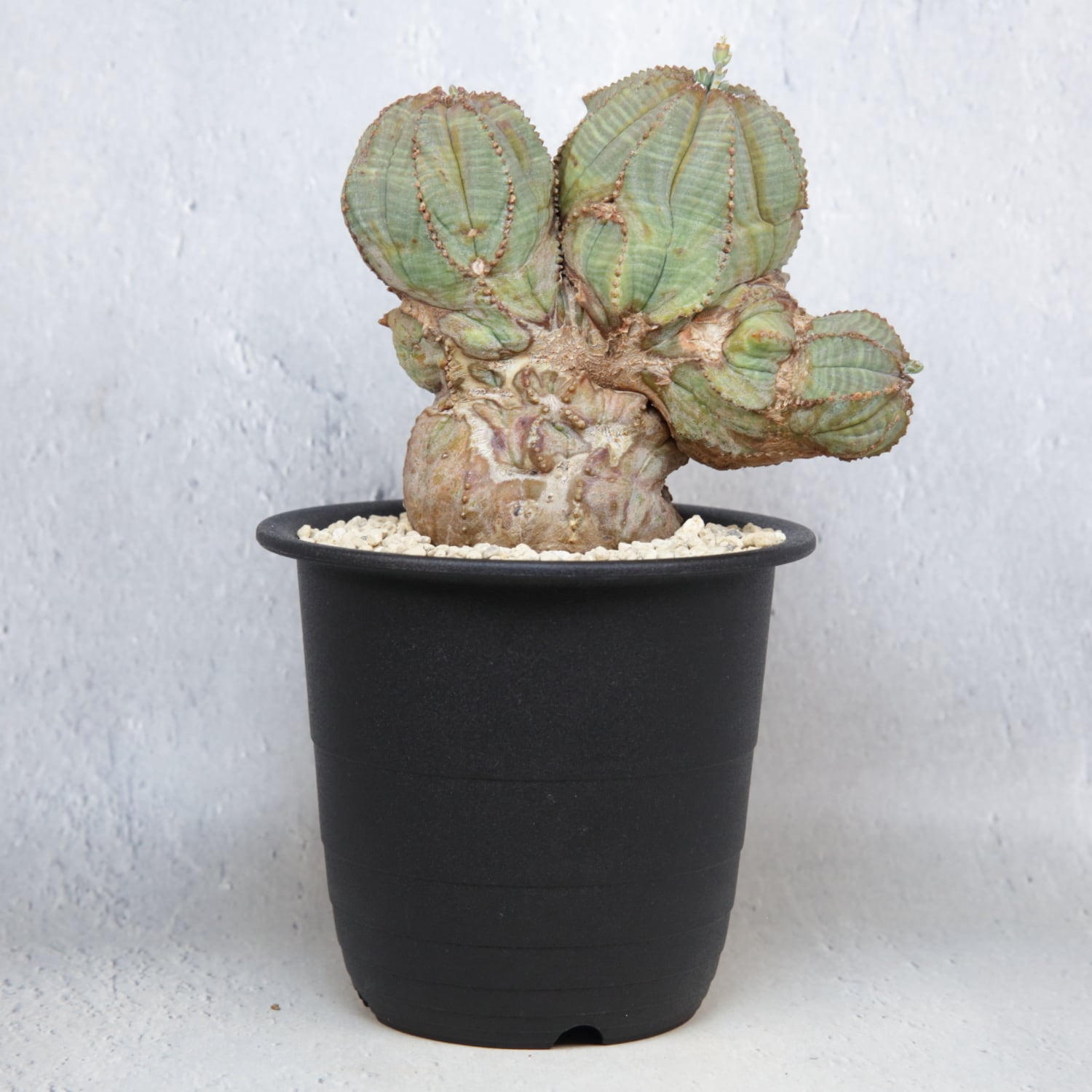 オス株【超厳選株】異型 大株 最大幅約12cm トリプルヘッド 綴化