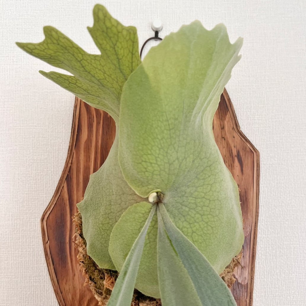 ビカクシダ ウィリンキー 板付 観葉植物 コウモリラン wi15 ビカクシダ ウィリンキー 板付 【観葉植物 室内 コウモリラン