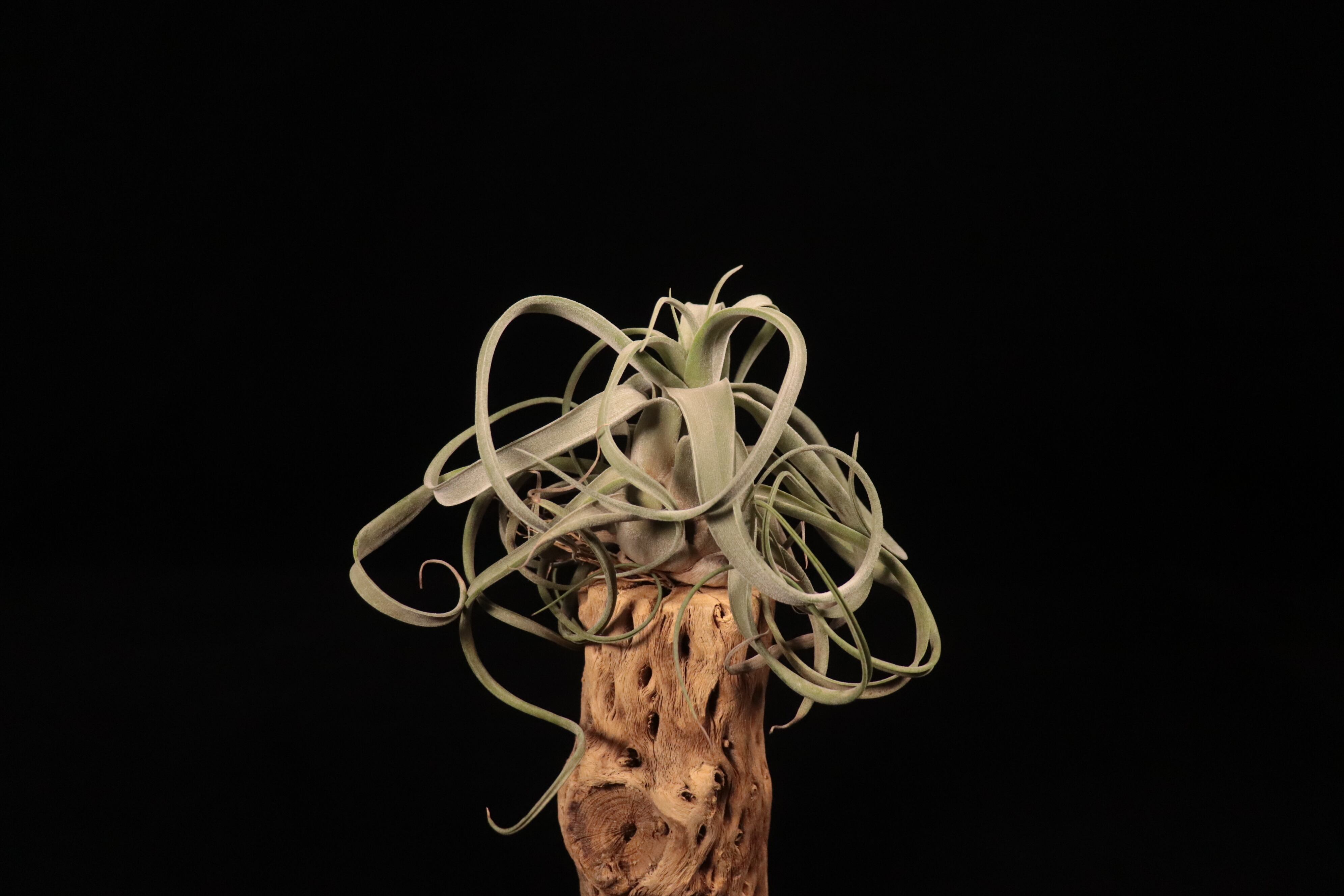 Tillandsia 'Ty' x streptophylla〔ティランジア〕T5837 | plane plants