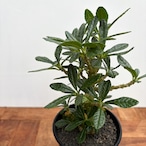 Dorstenia gigas【ドルステニア・ギガス・実生】