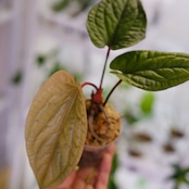 アンスリウム シリ / Anthurium Siri(A.radicans×A.dressieri)②