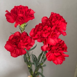 【お宝商品　即出荷】　大人の赤いカーネーション　10本