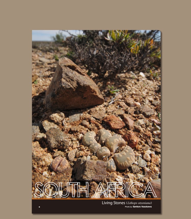 Lithops Treasures of Loveliness リトープス 洋書 Lithops Treasures of Loveliness リトープス 洋書