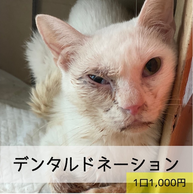 【デンタルドネーション】保護猫 口内ケア募金　1,000円
