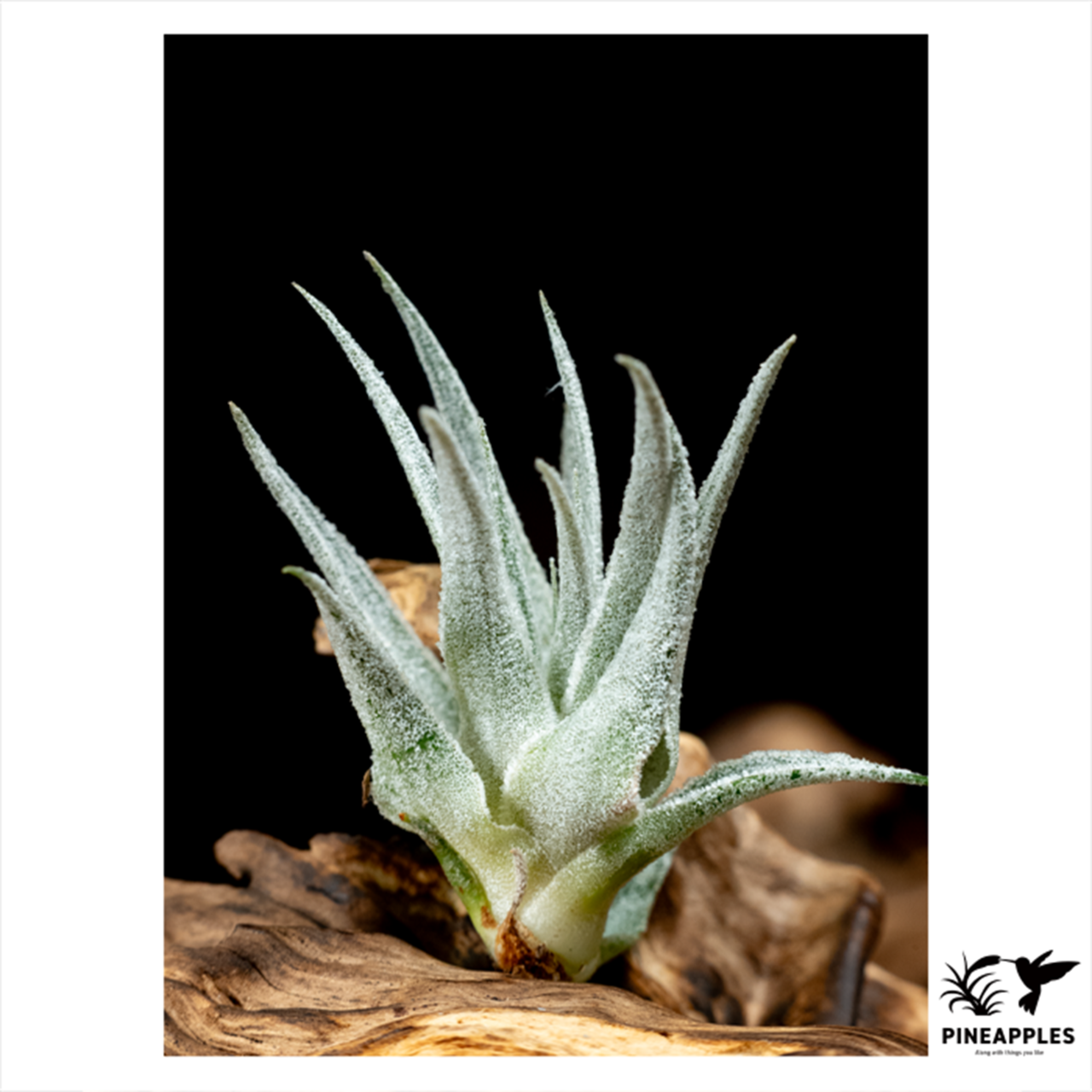 Tillandsia heubergeri (Bahia, Brazil) 【現品】 - 3