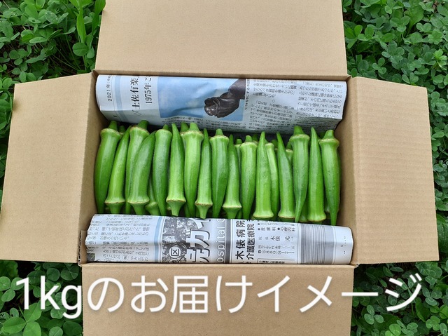 丸オクラ500g　旬をとことん味わう１週間