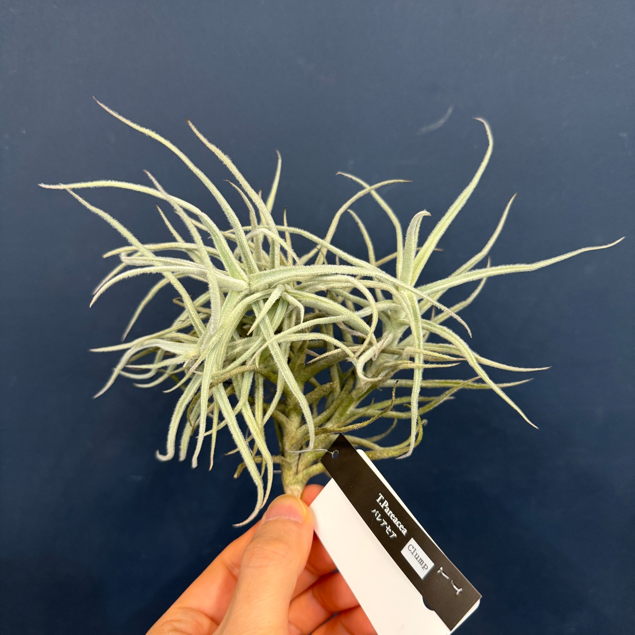 チランジア パレアセア【1005】