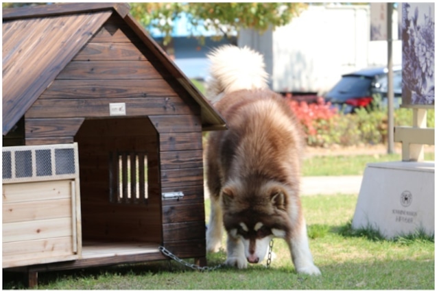 木製犬 犬小屋 和風 犬小屋 木製のおすすめ人気商品一覧 通販 - Yahoo