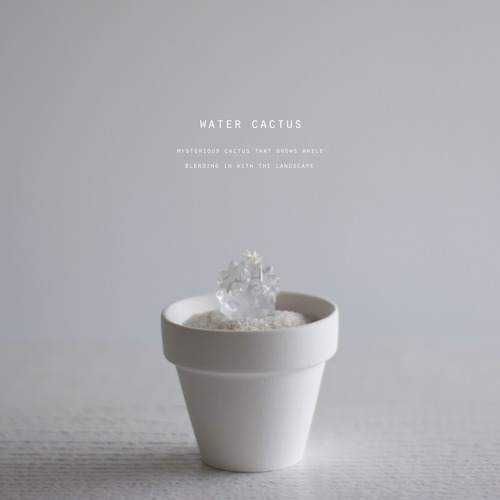 water cactus（mini）（王冠竜）