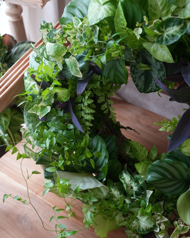 【送料込み・観葉寄せ植え】 観葉植物の寄せ植えリース
