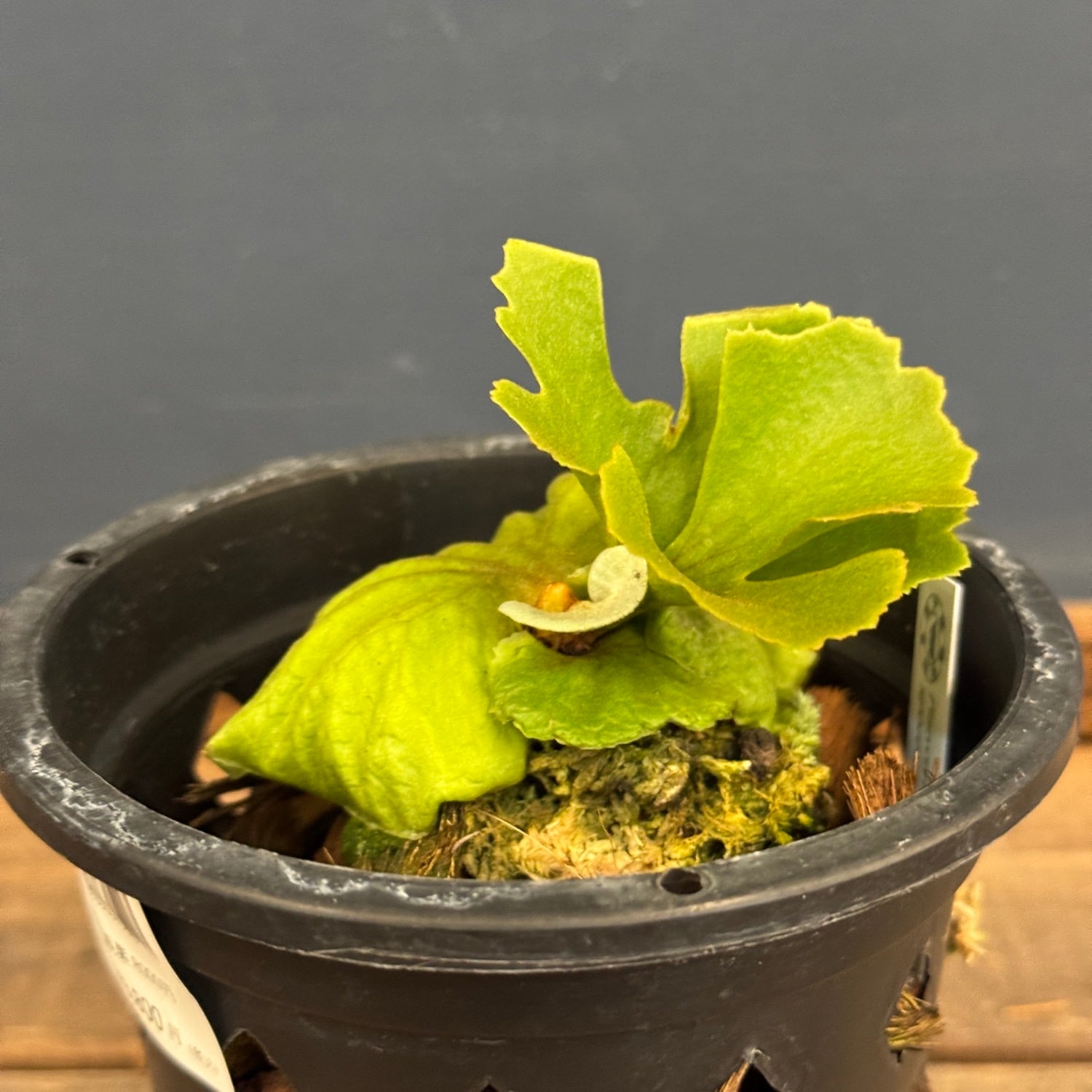 ビカクシダ　リドレイ ビカクシダ リドレイ | 大 サイズ - 観葉植物・多肉植物の販売、通販