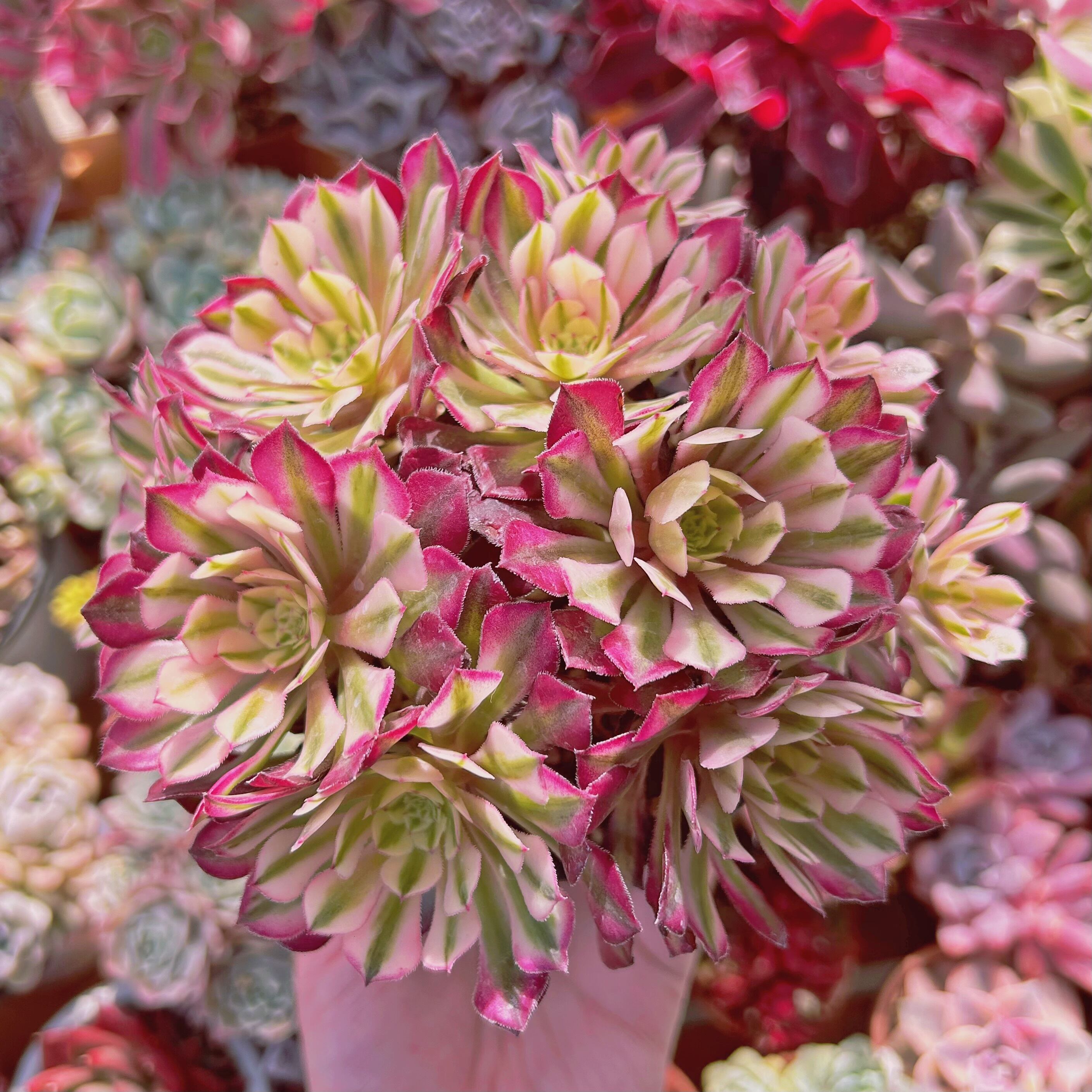 #888現物　多肉植物　Aeonium   ブラックチェリー　特大　抜き苗