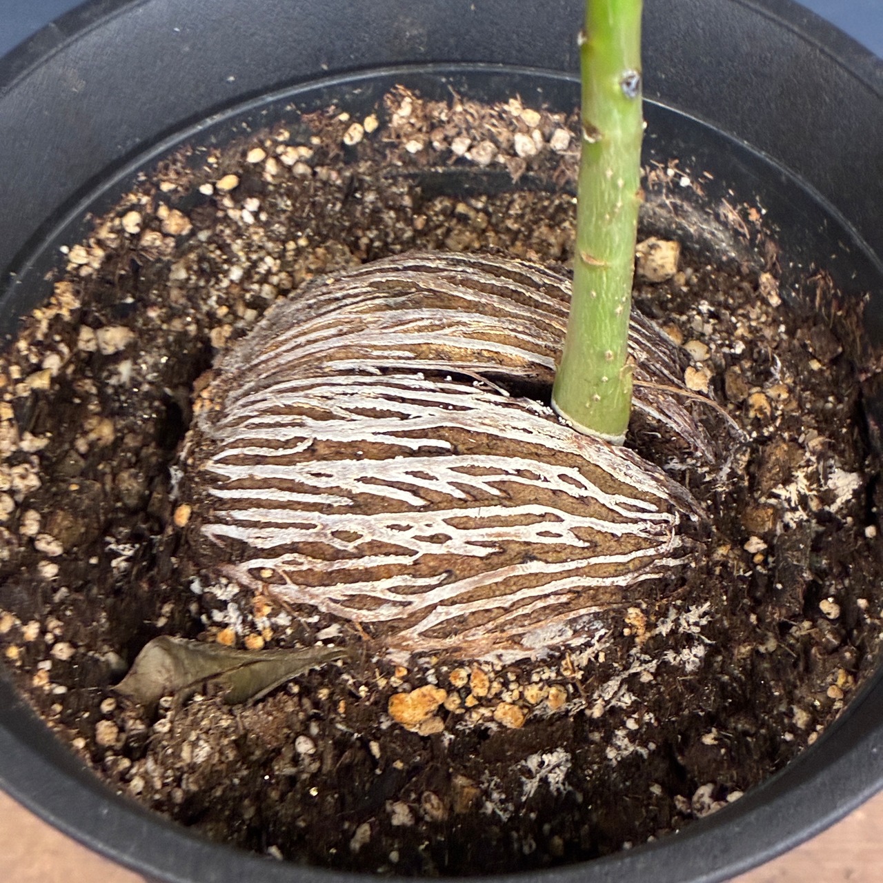 ケルベラ【754】【再撮影】