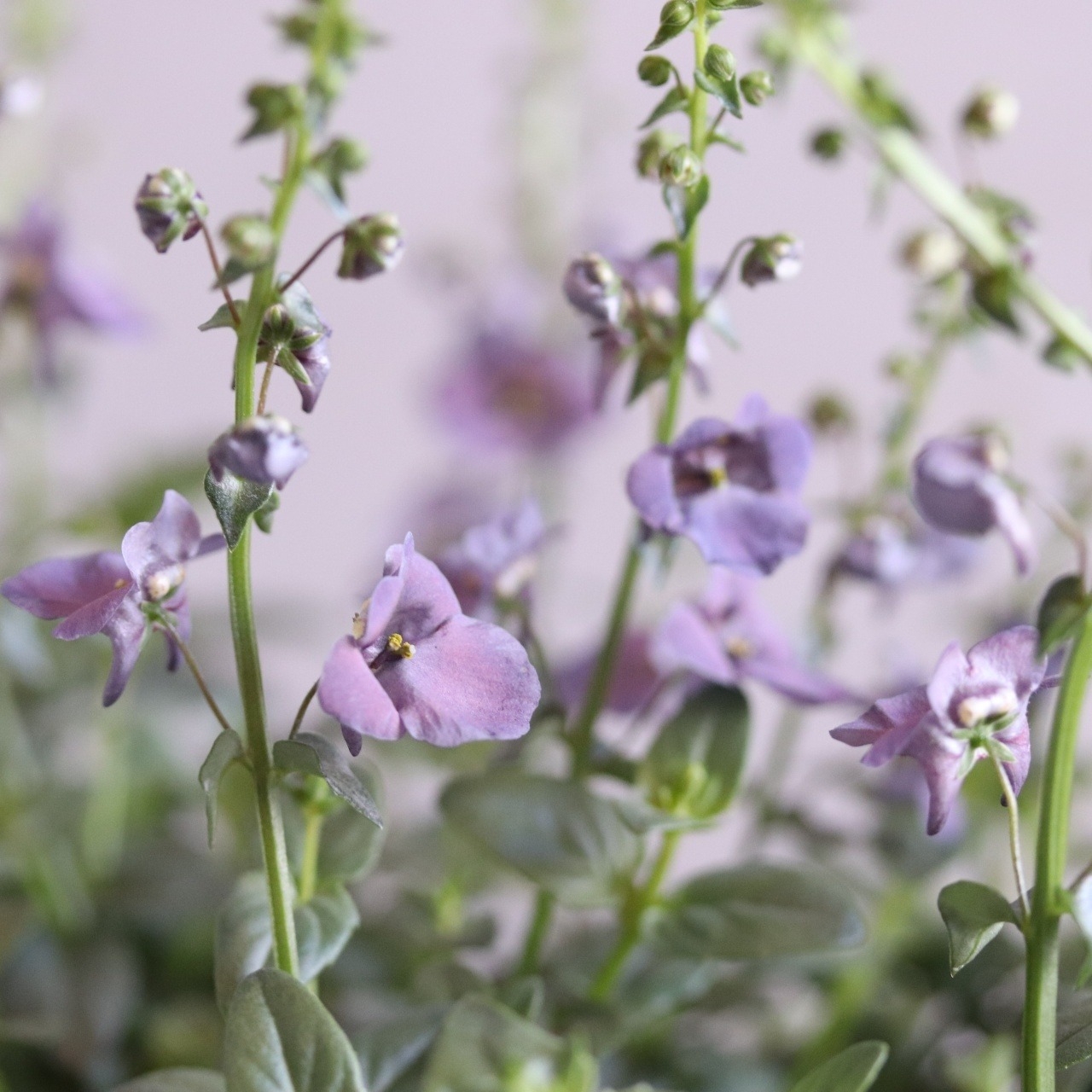 s森さま専用ページ:ディアスシアダンス　デニム　ブルーカラーのお花　宿根草　新色　センスアップ　シャビーシックにオススメ