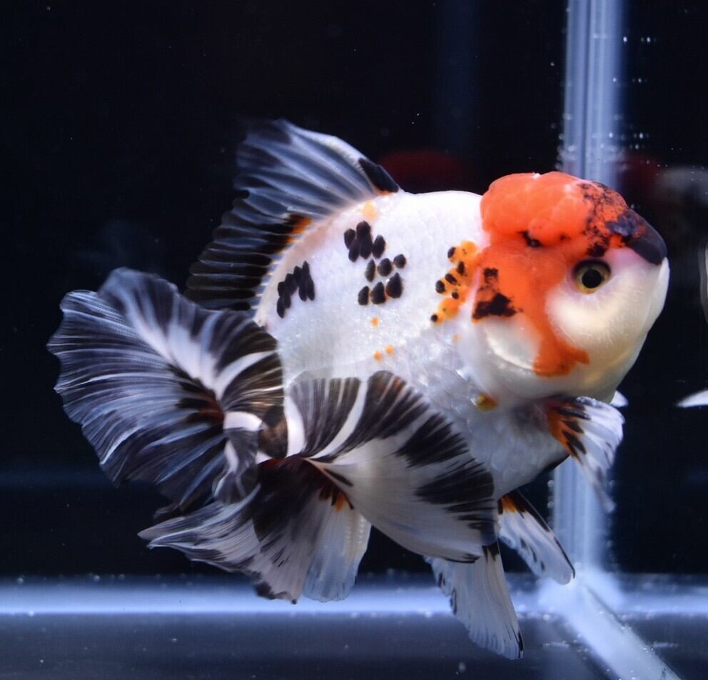 トリカラーオランダローズテール【極上物】 | 〈金魚専門店〉fishfarmjp1 トリカラーオランダローズテール【極上物】 | 〈金魚専門店〉fishfarmjp1