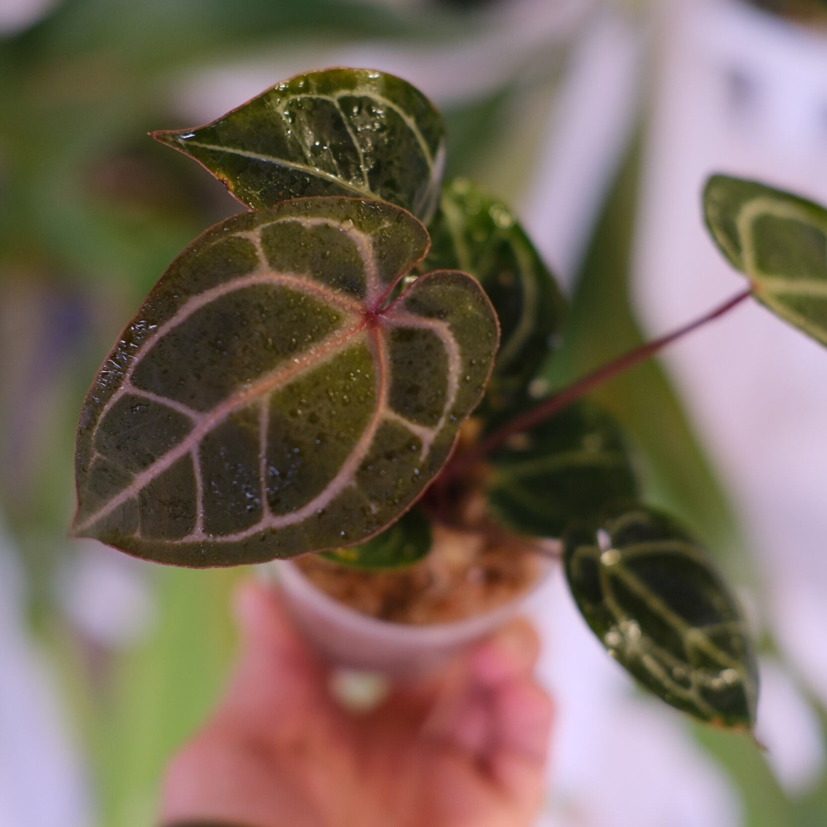 Anthurium. SKG Pink Lemonade × A.Zara Michelle⑦│アンスリウム
