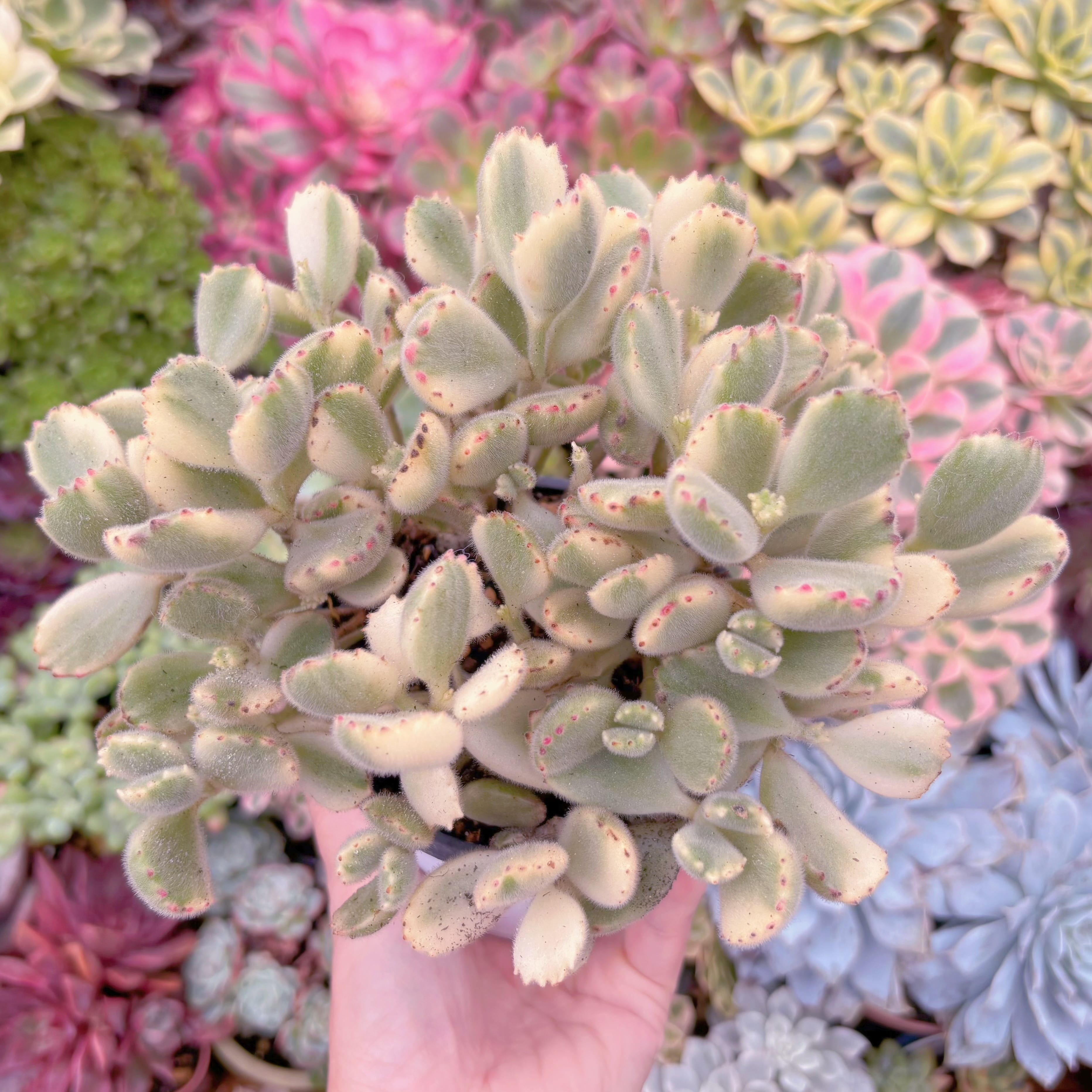 現品　白熊#637　特大群生　るる農園