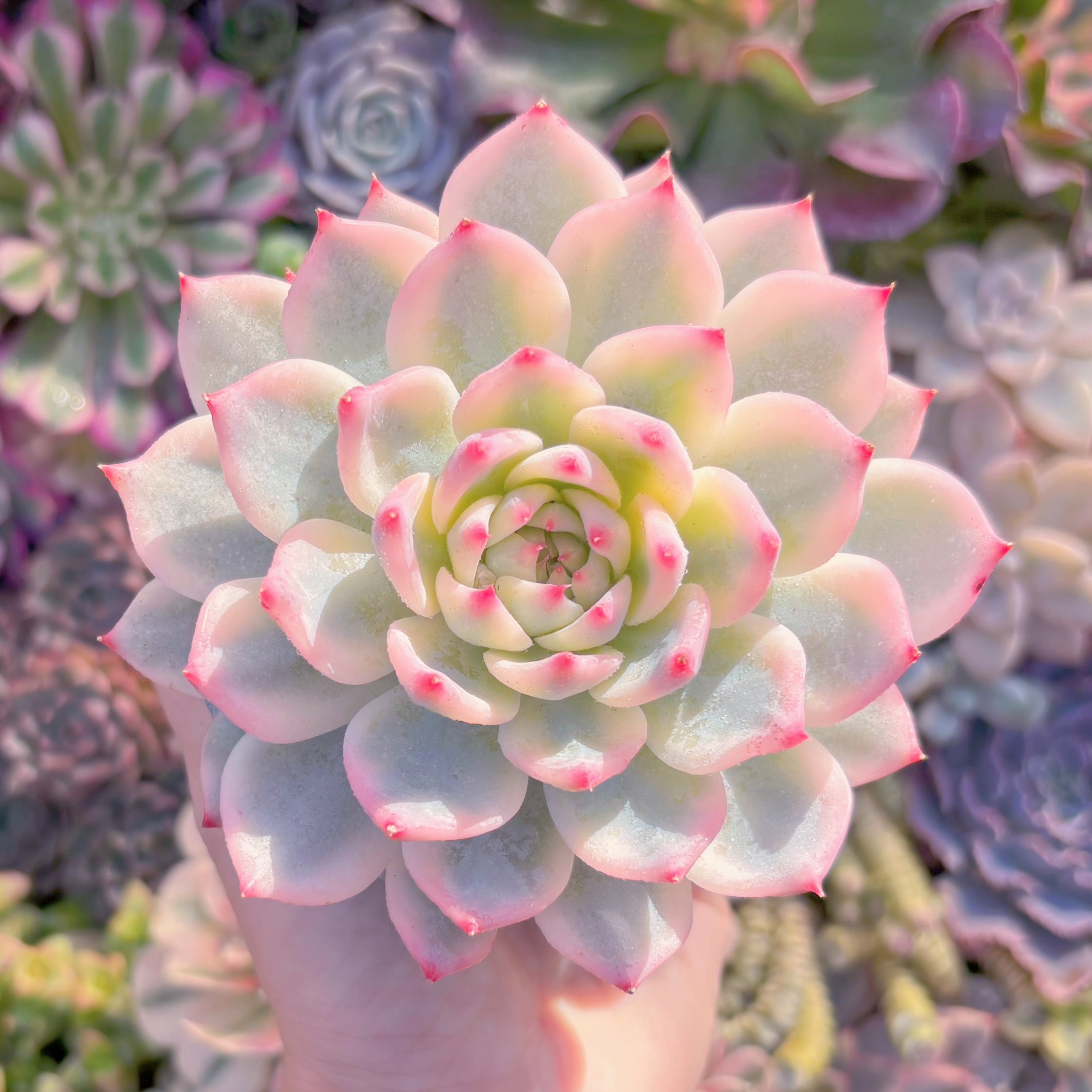 現品　チワワ錦#701　極上株　新入荷　るる農園