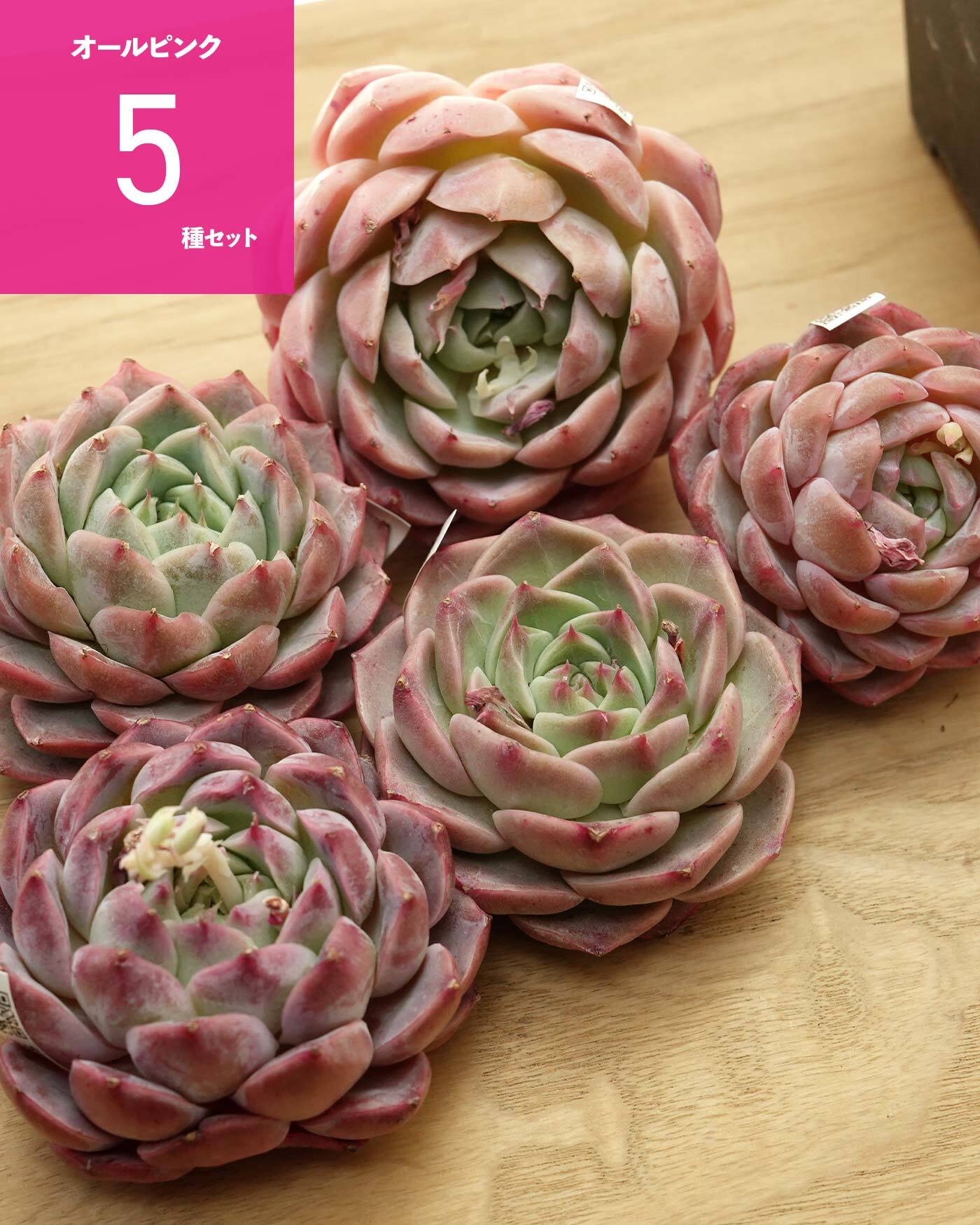 日本初？うちにしかない？！ | PUKUBOOK SUCCULENTS