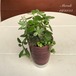 多肉植物  お湯呑み風