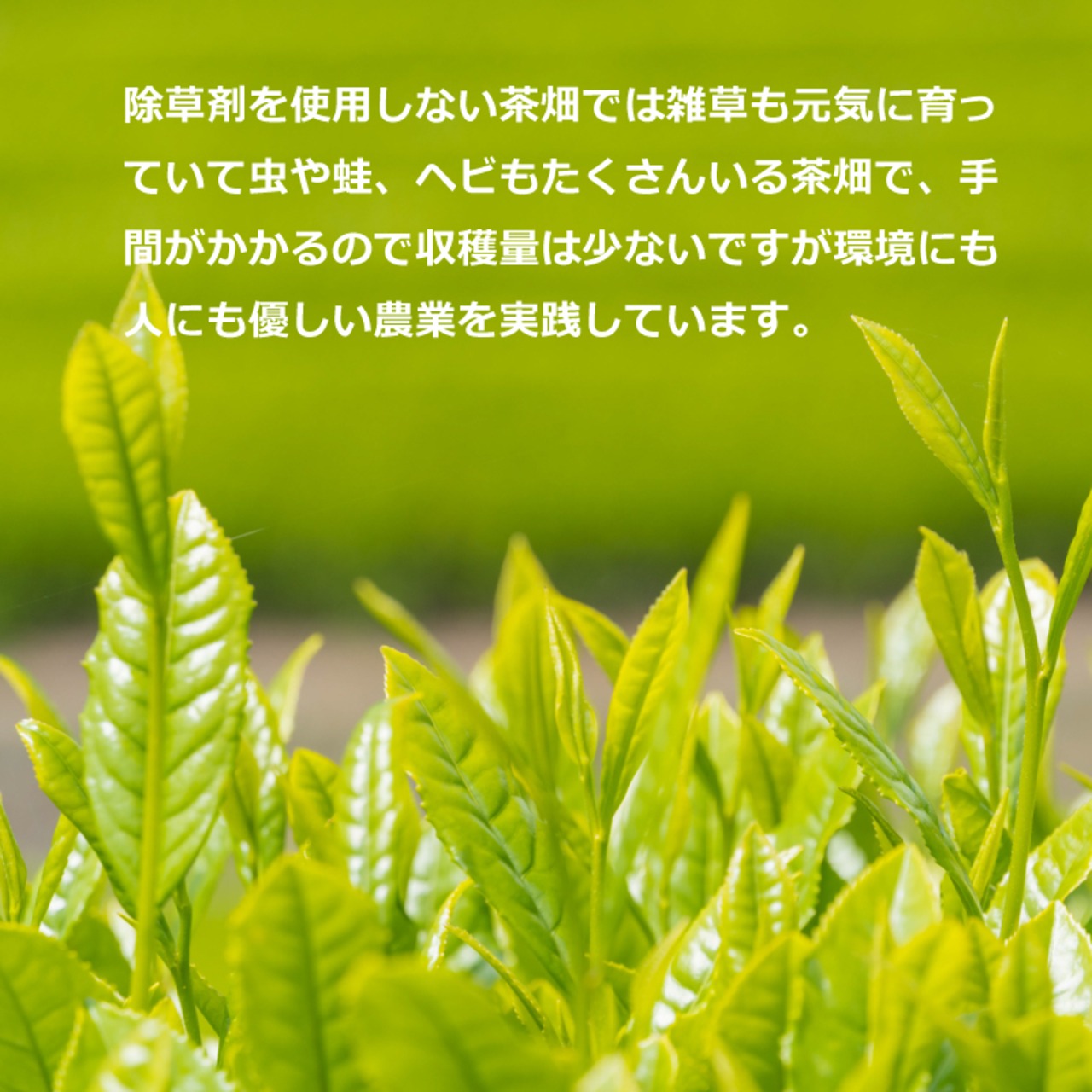 無農薬栽培の嬉野茶 佐賀嬉野の御贈答用 和紅茶・うれしの紅茶リーフ80g×2缶 缶入り 茶農家から直送 - 2