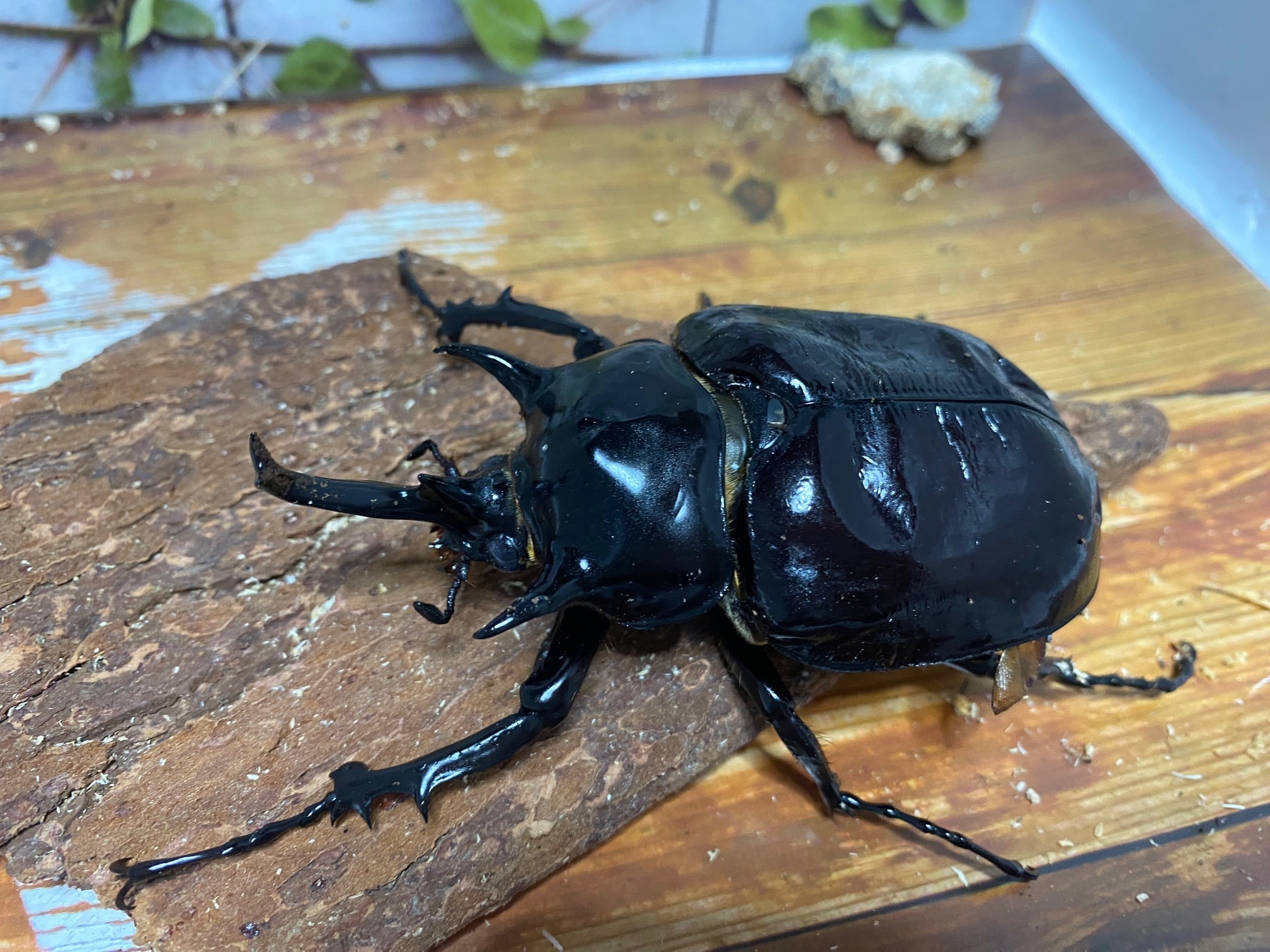 マルスゾウカブト 85mm 大型 マルスゾウカブト♂野外標本 公式通販