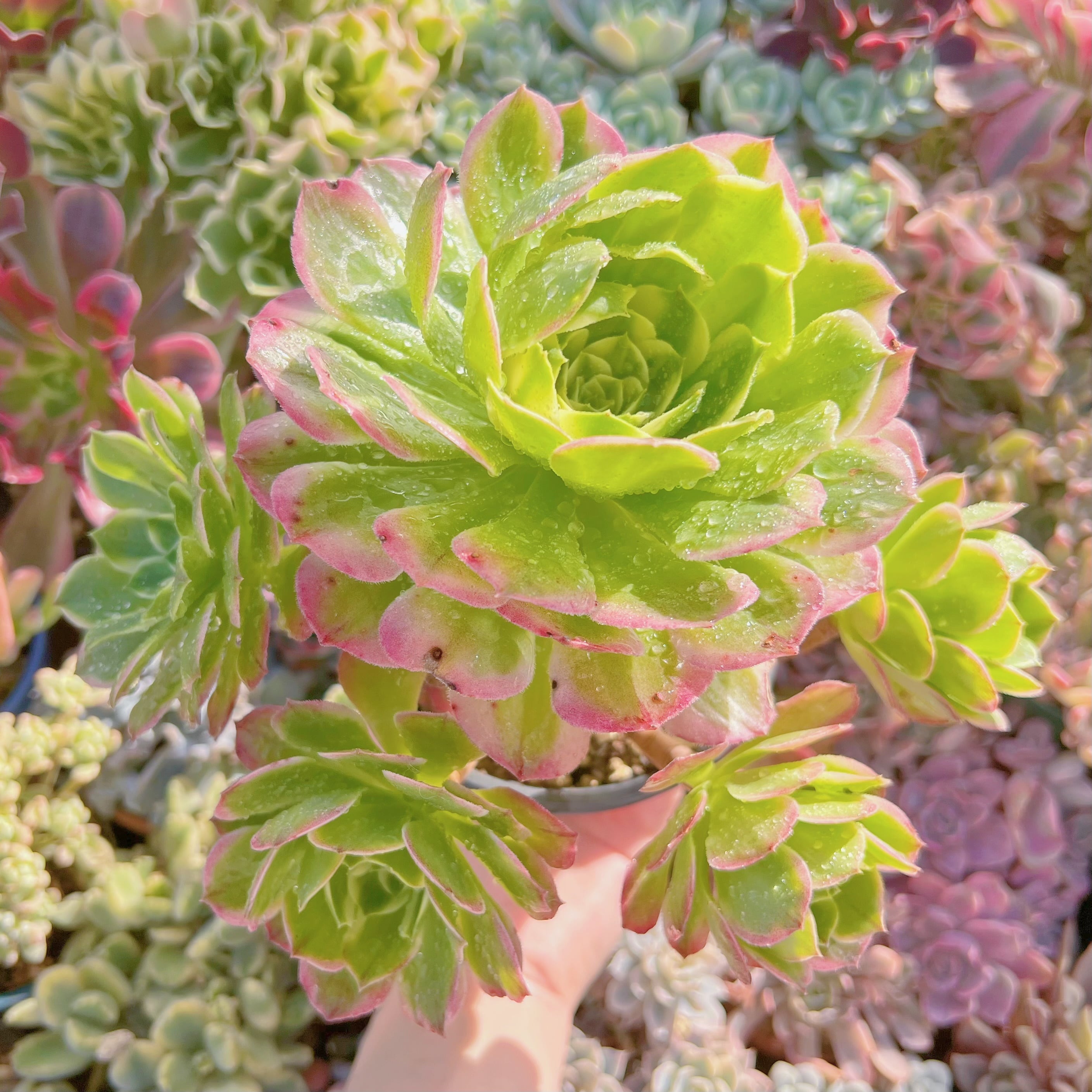 現物　多肉植物　水墨画#728　特大群生　るる農園