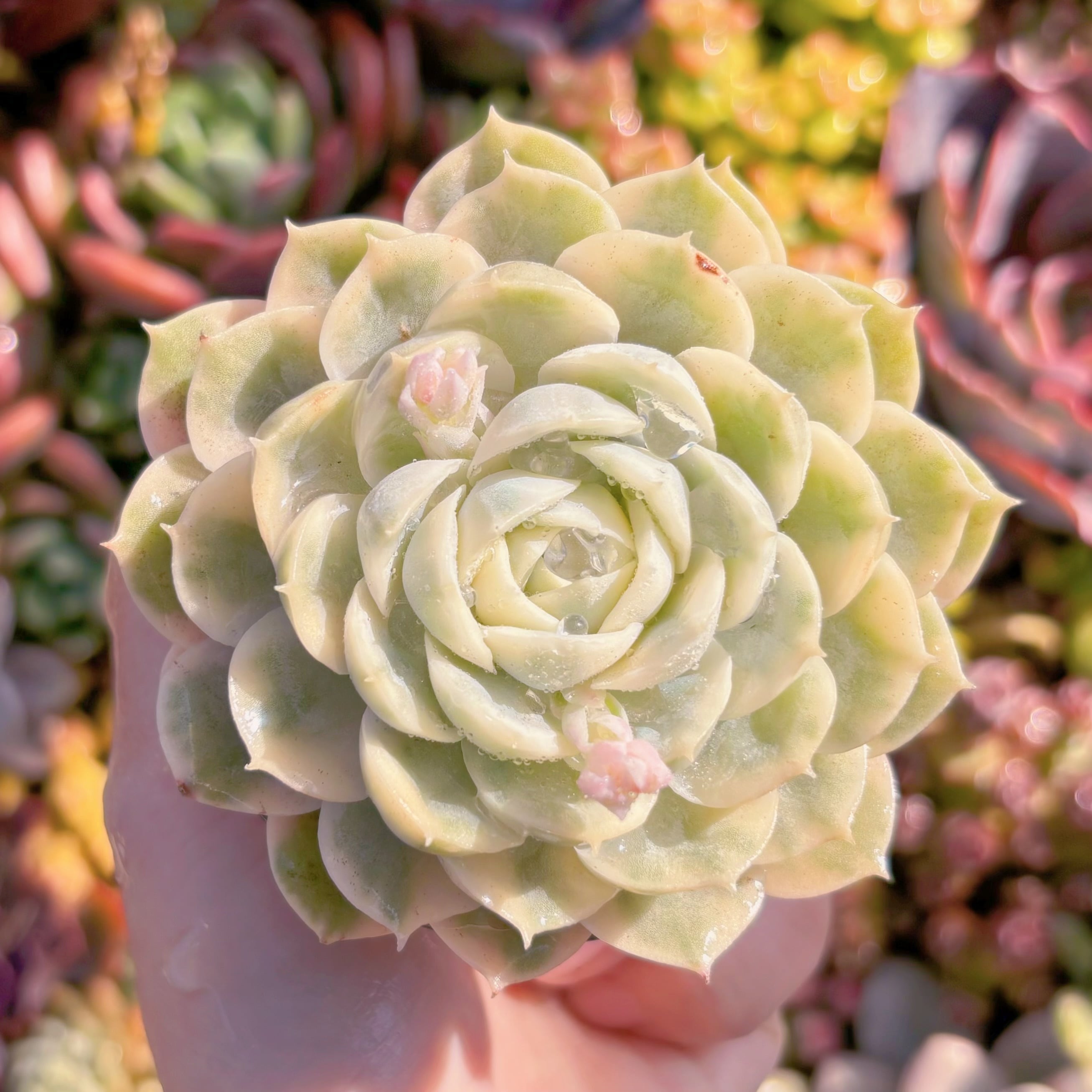 現品　オンスロー錦#A063　るる農園